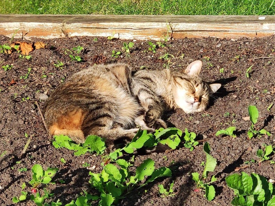 The bushy grass looks like it grows there) - cat, Fluffy, Garden beds, Grass, Humor