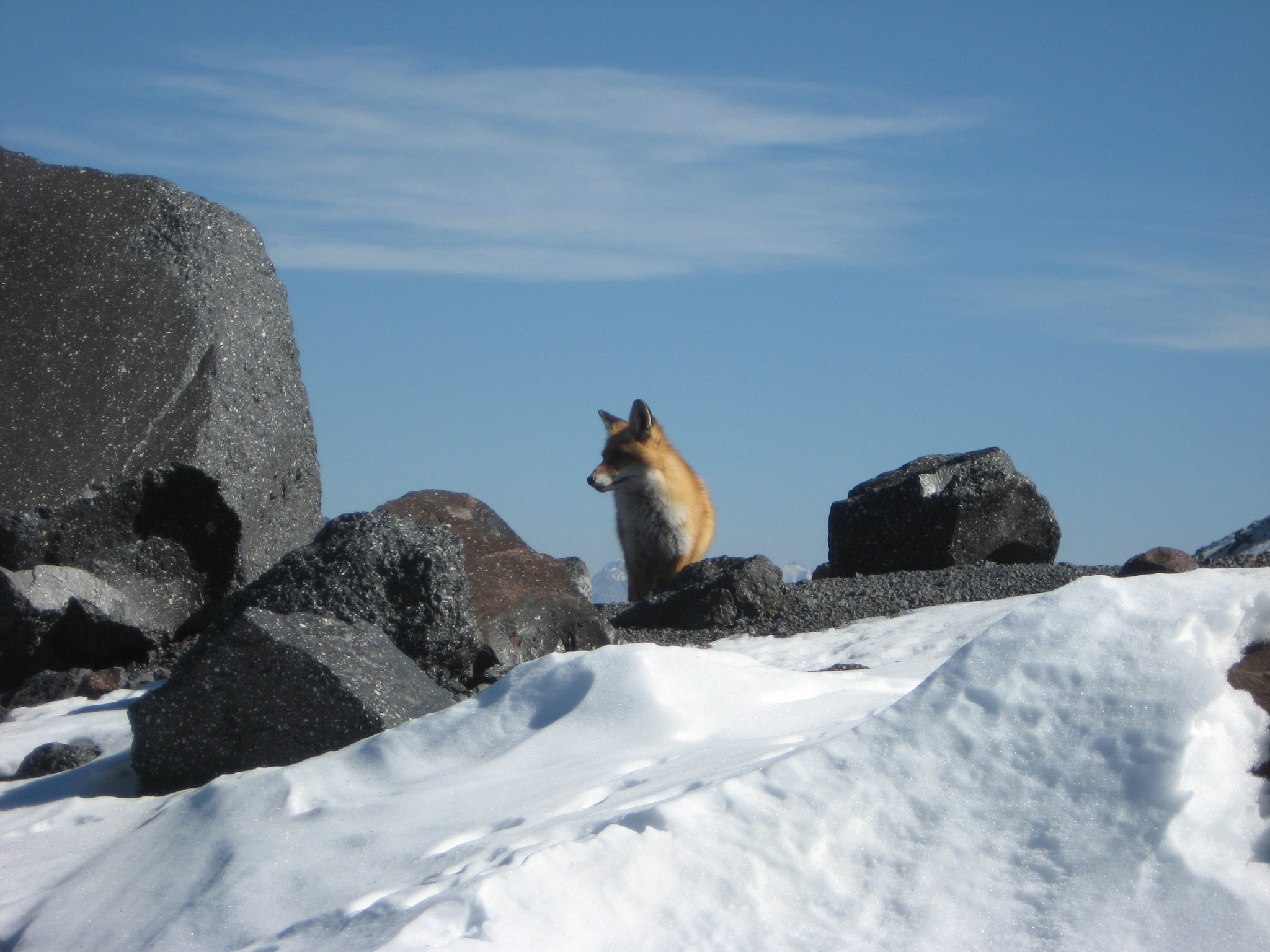 лисица горы. лисица горы. лиса зимой в горах. горная лиса. лиса в горах.