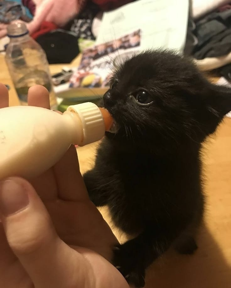 The Taming of the Shrew - cat, Kittens, Black cat, Milota, Feeding, Bottle, Pacifier