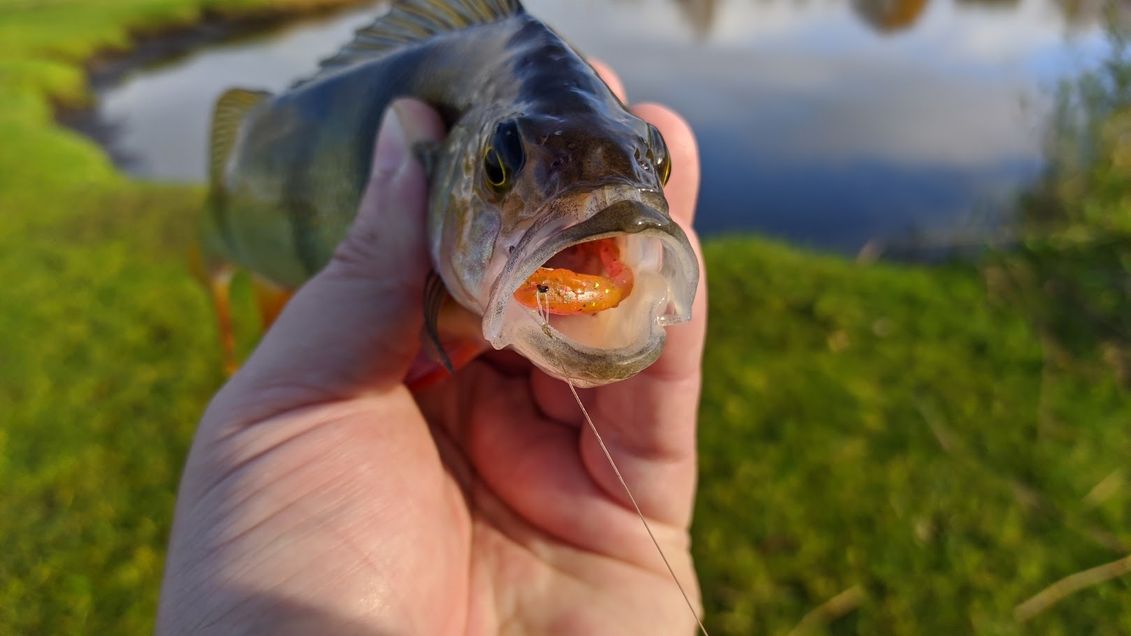 Perches on the outlet - My, Fishing, Perch, Spinning, Longpost