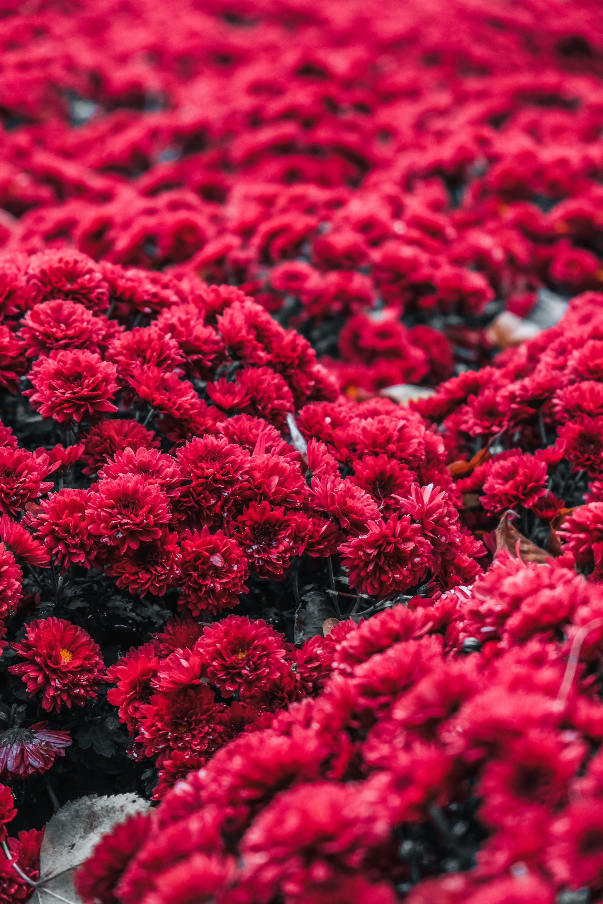 Flowerbed near Oliwski Park in Gdansk - My, The photo, Nature, Evening, Macro photography, Fujifilm, Fujifilm X T20, Flowers