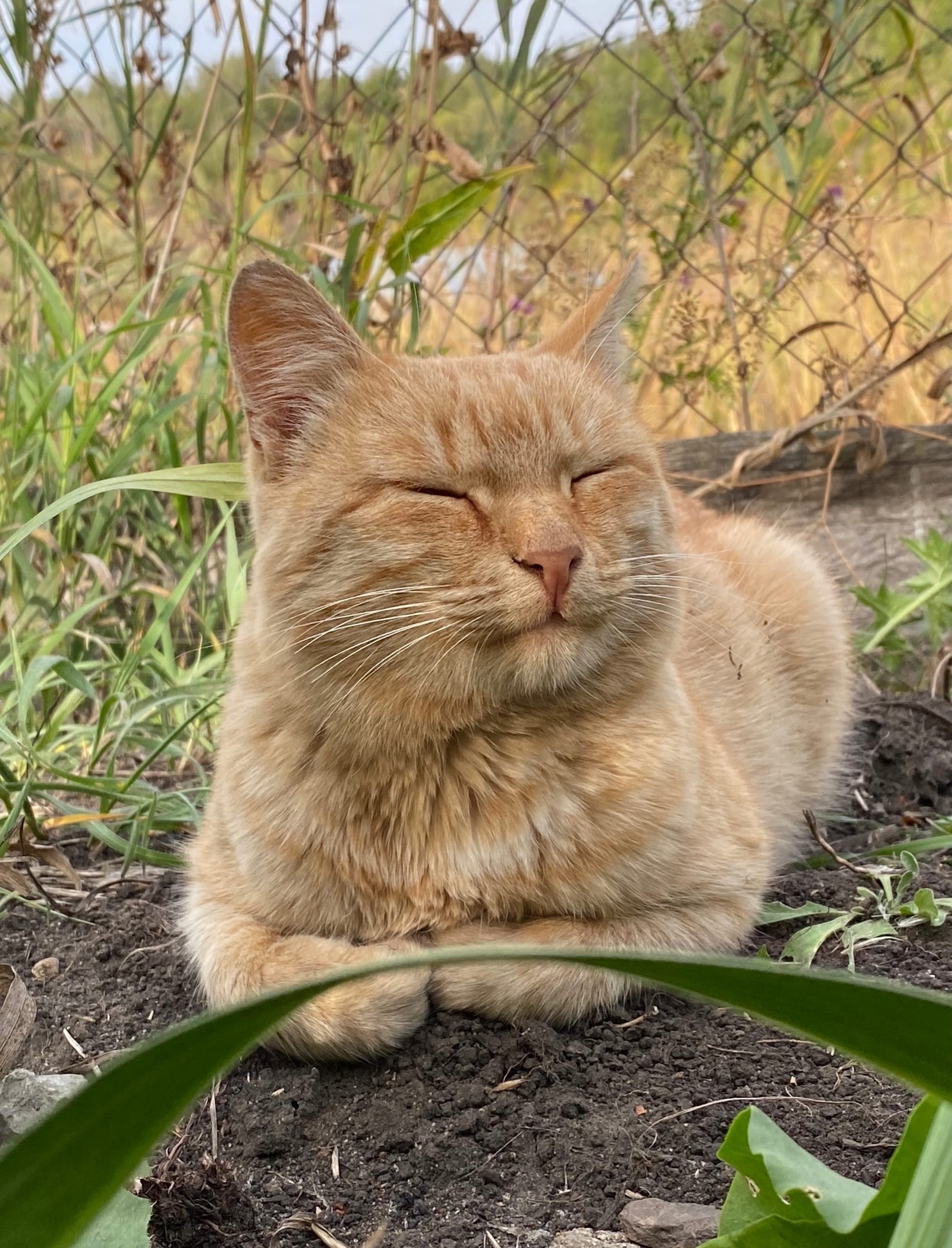 Just a cute cat! - My, cat, Smile, Happiness