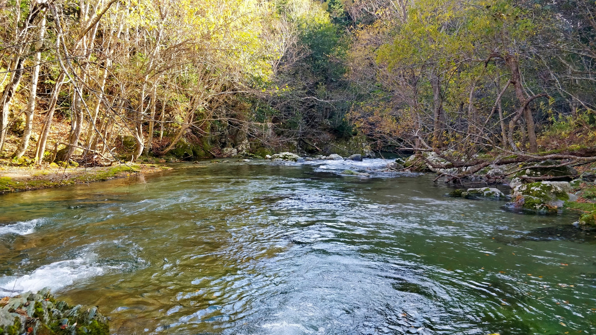 We catch char with a rubber worm on Sakhalin. Spawning river full of salmon eggs - My, Loach, Fishing, Sima, Sakhalin, Sakhalin Region, Pink salmon, Coho salmon, Video, Longpost