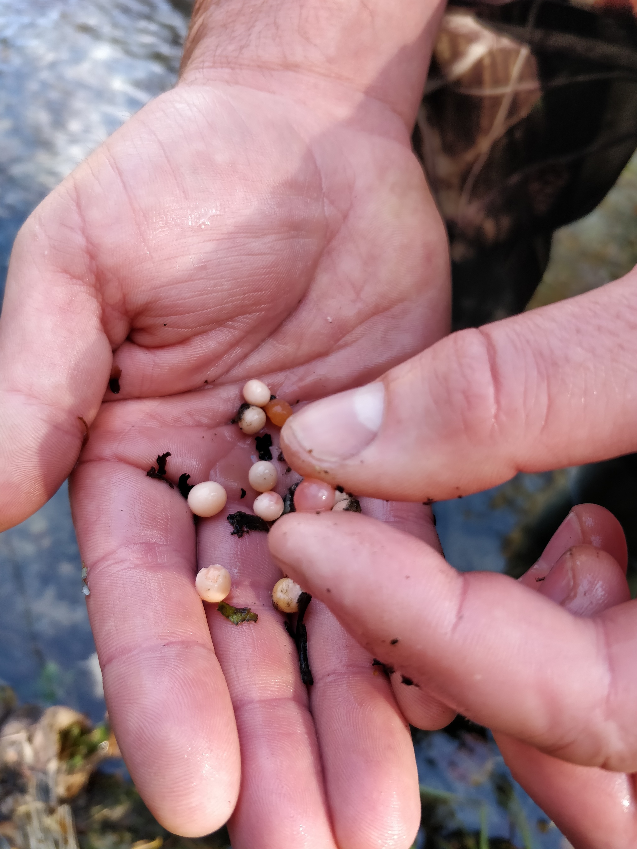 We catch char with a rubber worm on Sakhalin. Spawning river full of salmon eggs - My, Loach, Fishing, Sima, Sakhalin, Sakhalin Region, Pink salmon, Coho salmon, Video, Longpost