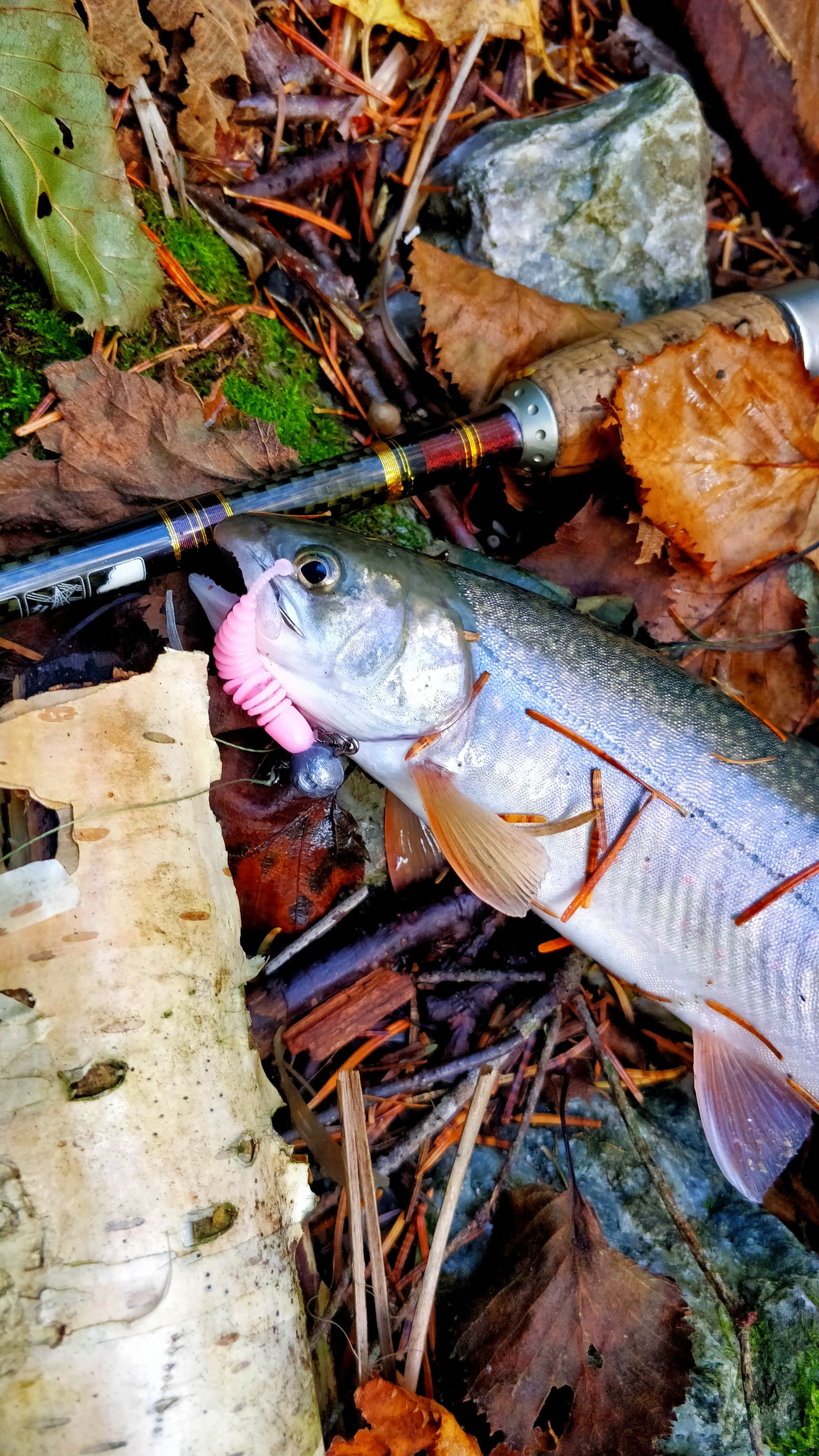 We catch char with a rubber worm on Sakhalin. Spawning river full of salmon eggs - My, Loach, Fishing, Sima, Sakhalin, Sakhalin Region, Pink salmon, Coho salmon, Video, Longpost