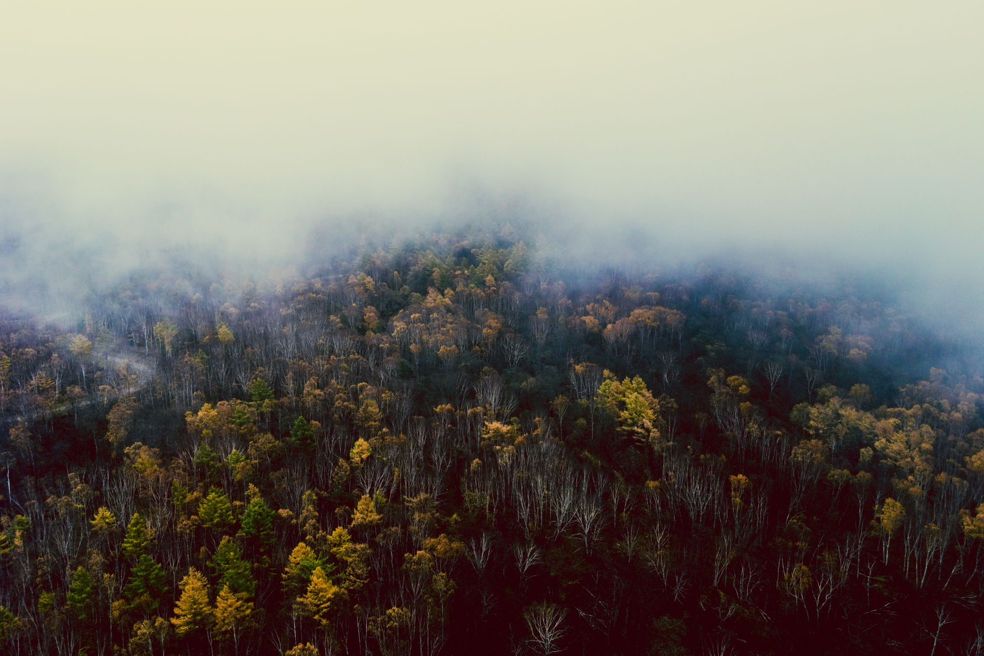 I love fog! - My, Yuzhno-Sakhalinsk, Mountain air, Town, Drone, Nature, Forest, Fog, Beams, The sun, Morning, Atmosphere, Contemplation, Landscape, Autumn, Longpost