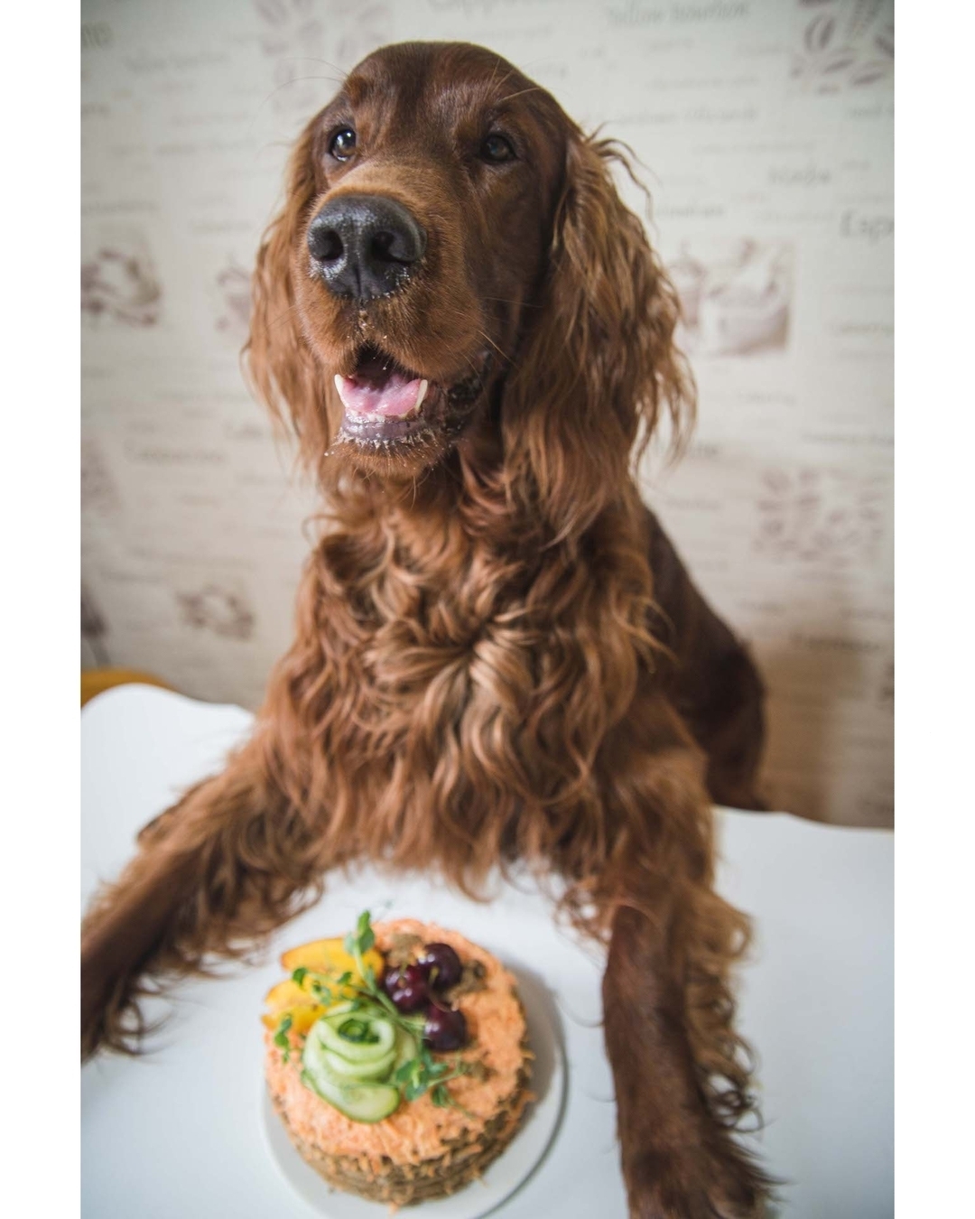 Liver cake for a DOG - My, Dog, Cake, Irish Setter, Yummy, Longpost