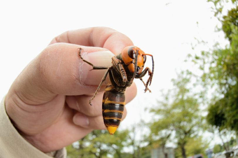 The first nest of giant hornets found in the United States was destroyed - Images, USA, Hornet Hive, Hornet, Longpost, Insects