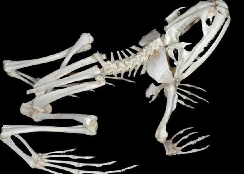Скелет лягушки позвоночник. Скелет лягушки. Скелет лягушки кости позвоночника. Строение скелета земноводных. Склетлягушки.