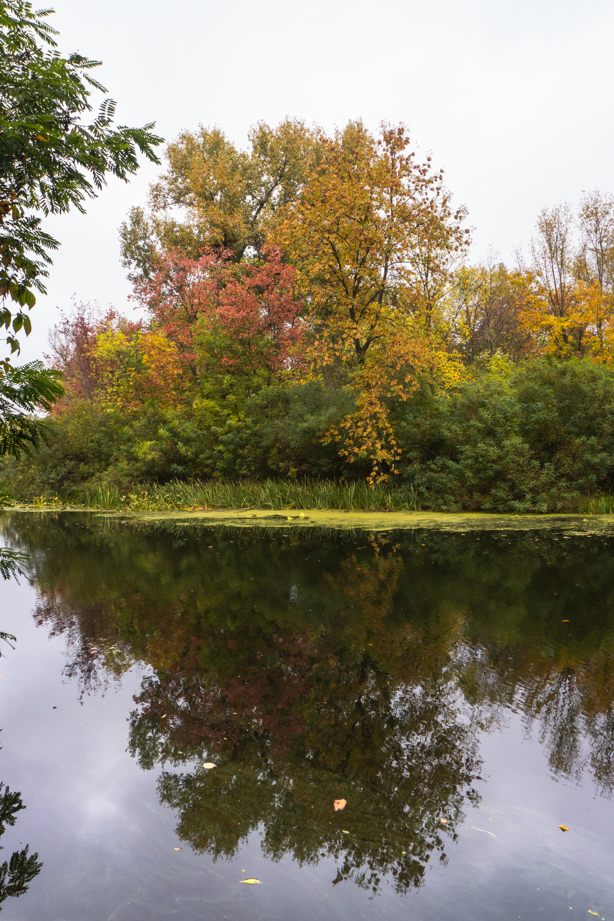 Autumn, Muromets Island, r. Dnieper - My, Nature, wildlife, Autumn, Landscape, Hiking, Longpost