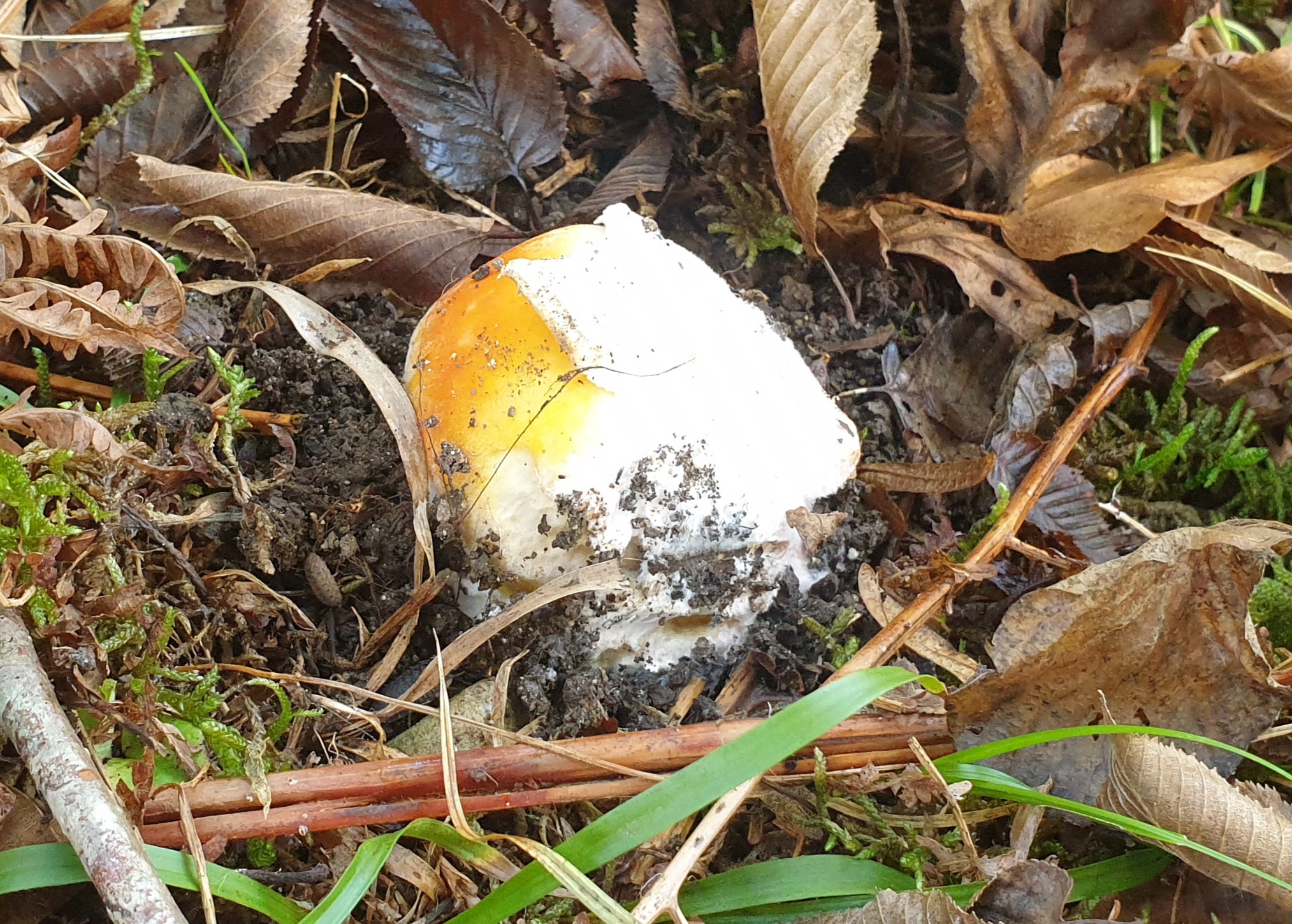 For royal mushrooms on Mussera - My, Abkhazia, Mushrooms, Video, Longpost