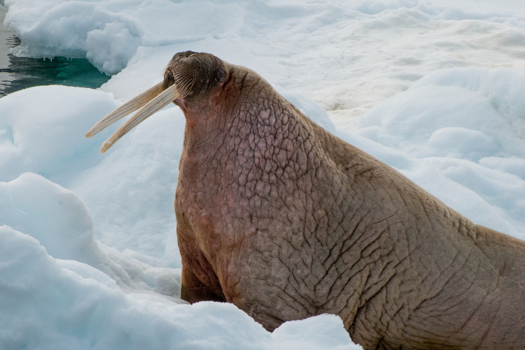 Walrus: A special “chain mail” that even gunfire rarely penetrates. What else surprises the giant of the North? - Animals, Walruses, Nature, Animal book, Longpost, Yandex Zen