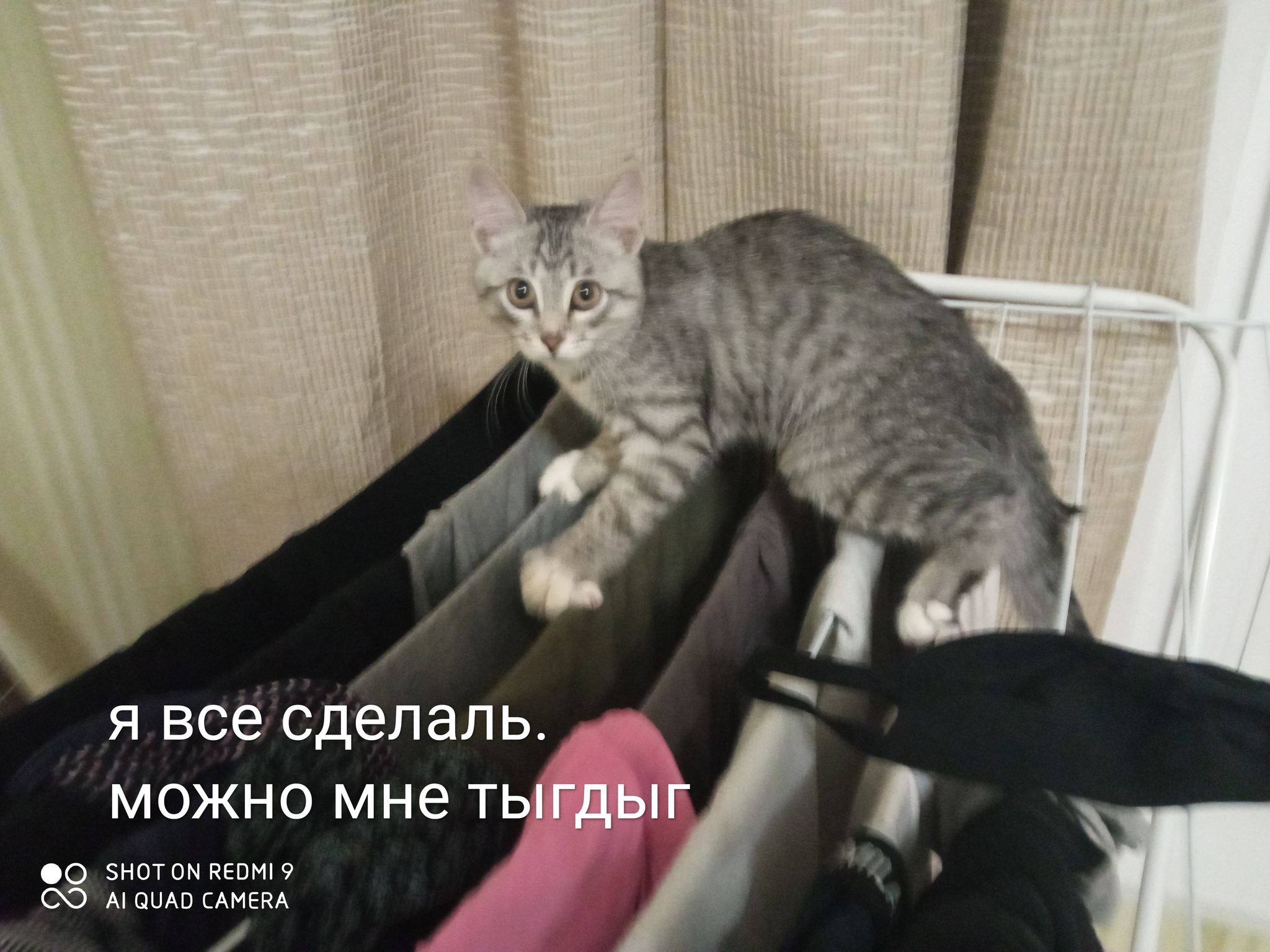 Хозяйственный коть - Моё, Кот, Домашние животные, Хозяйственность, Уборка, Длиннопост