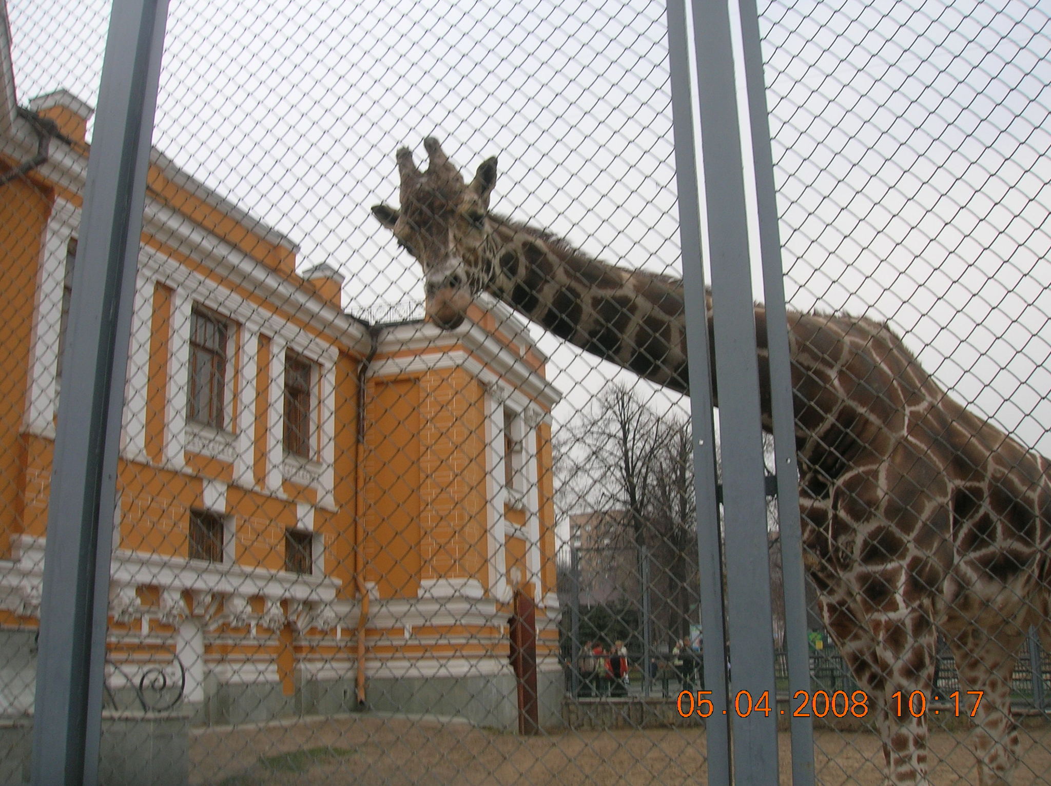 Mysterious house - House, Mystery, From the network, Animals