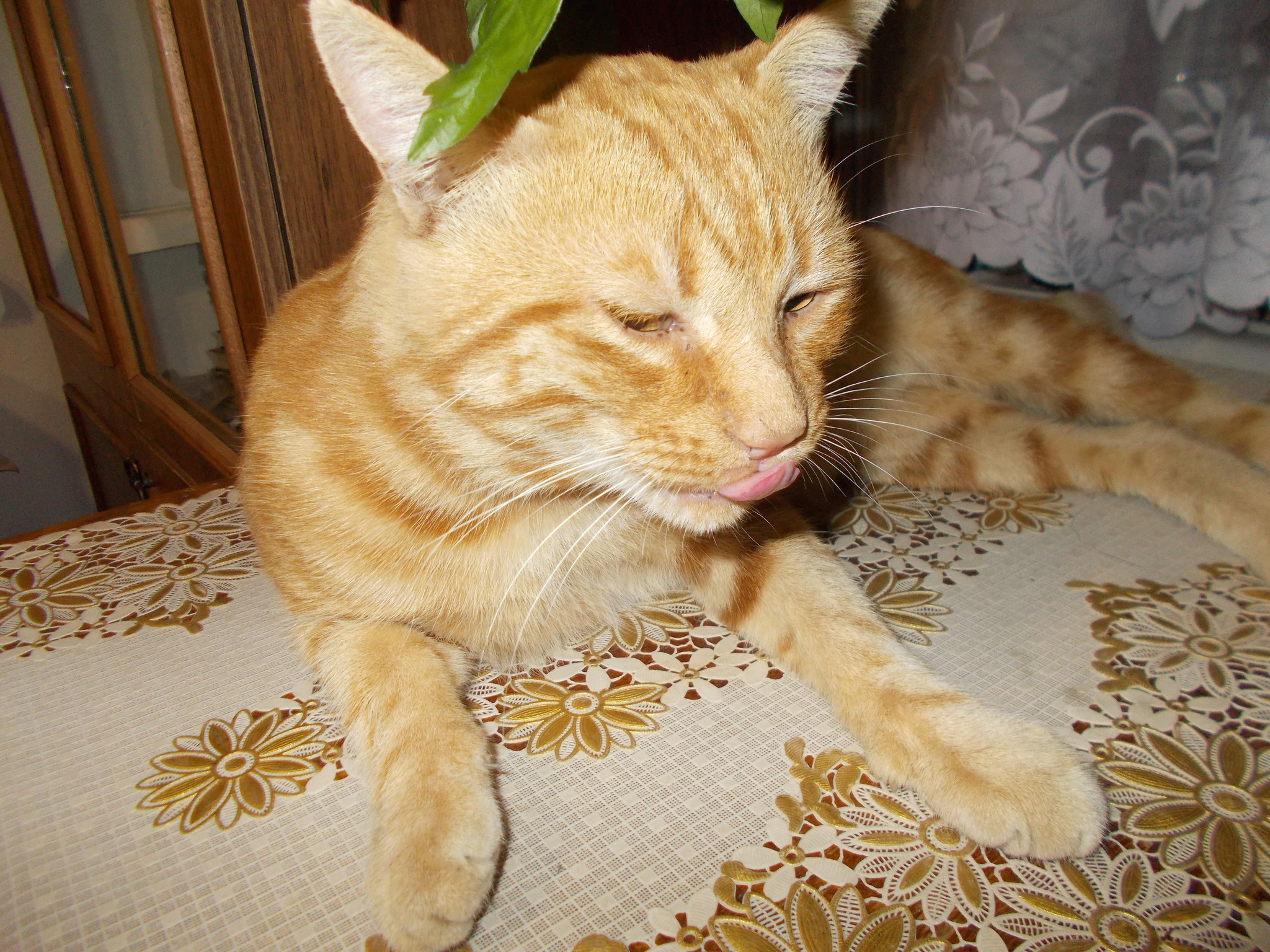 And here is the cat!))) - My, cat, Hooliganism, Flowers, Longpost