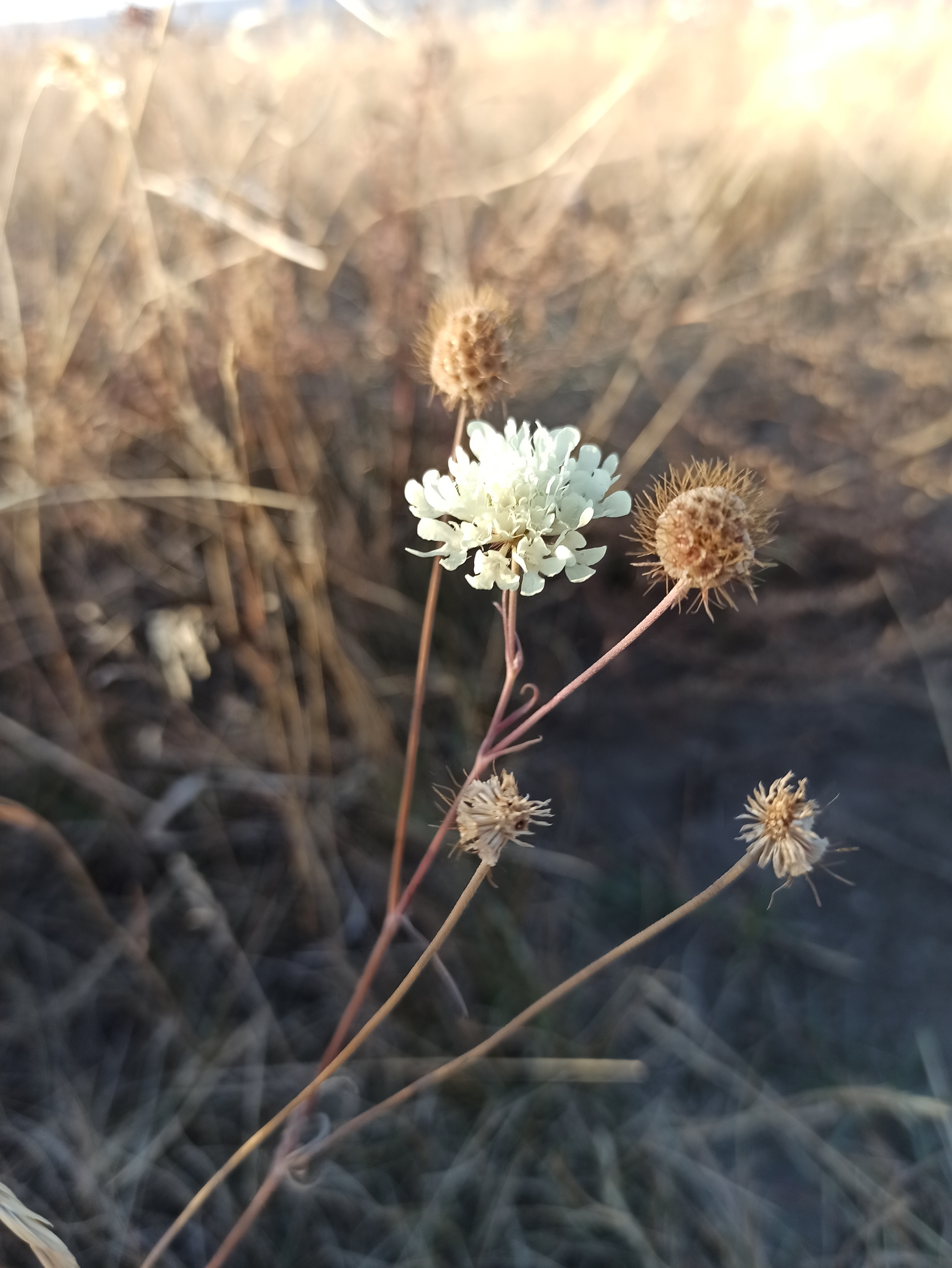 Latest colors - My, The photo, Beginning photographer, Macro photography, Autumn, Longpost, Nature