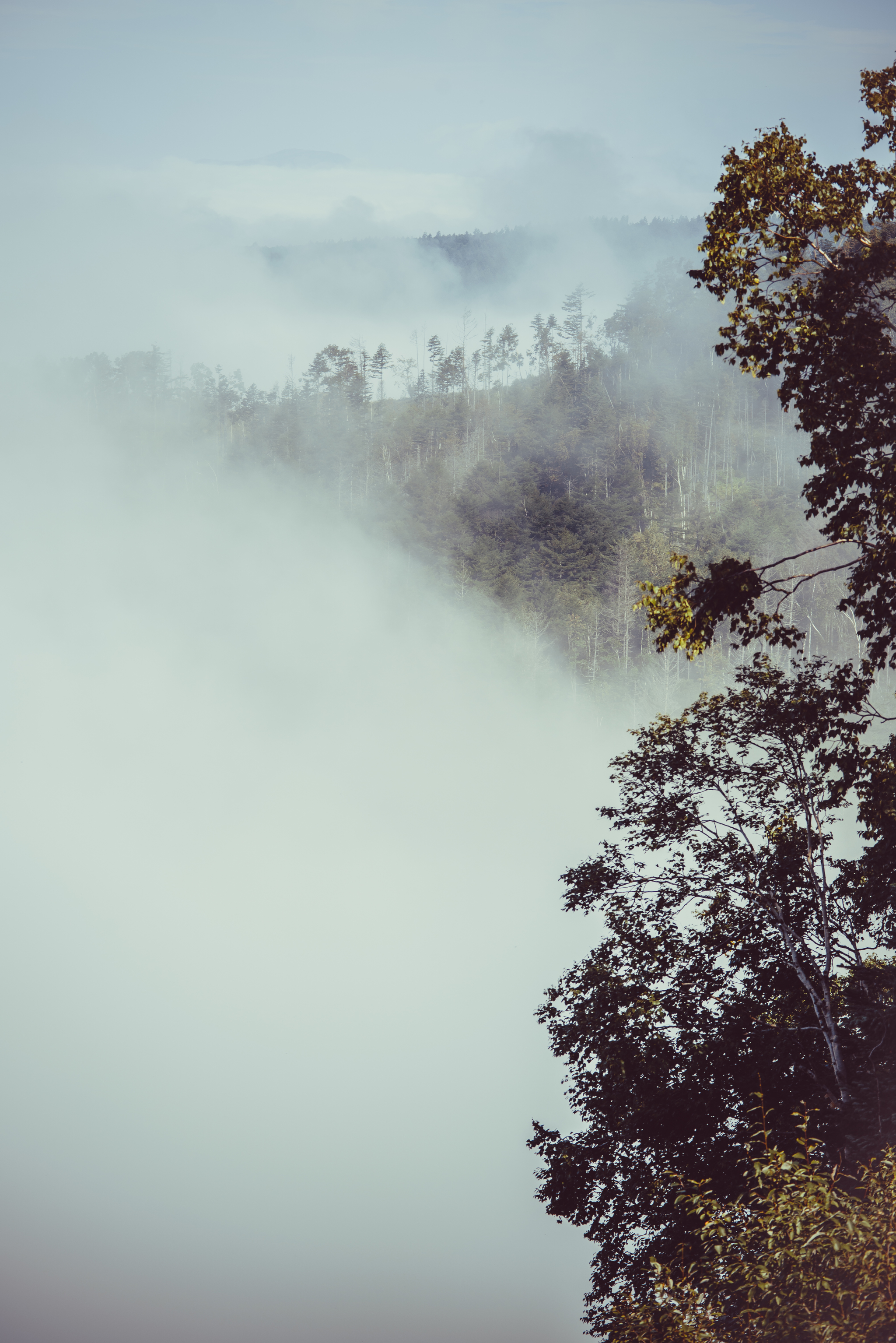 Minimalism of space - My, Nature, The sun, Autumn, Tree, Forest, Atmosphere, Yuzhno-Sakhalinsk, Fog, Minimalism, Silence, Contemplation, Space, Longpost