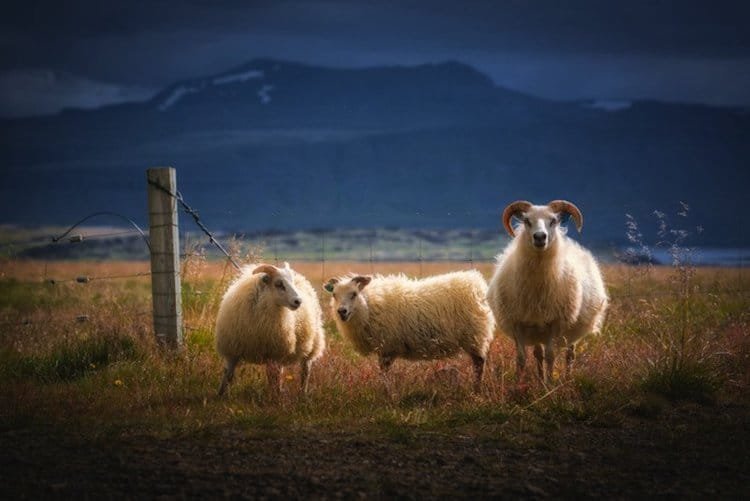 Iceland - a land of unearthly landscapes - Iceland, Travels, beauty, Longpost