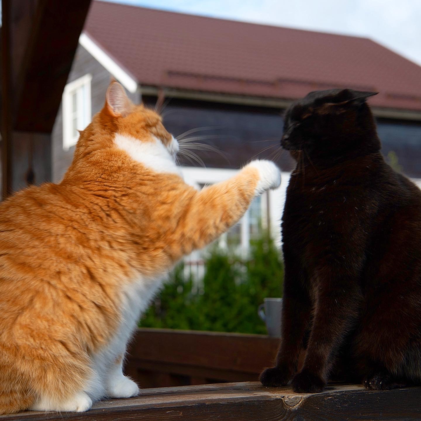 Red on Fridays! - My, Redheads, cat, Fat cats, Video, Longpost