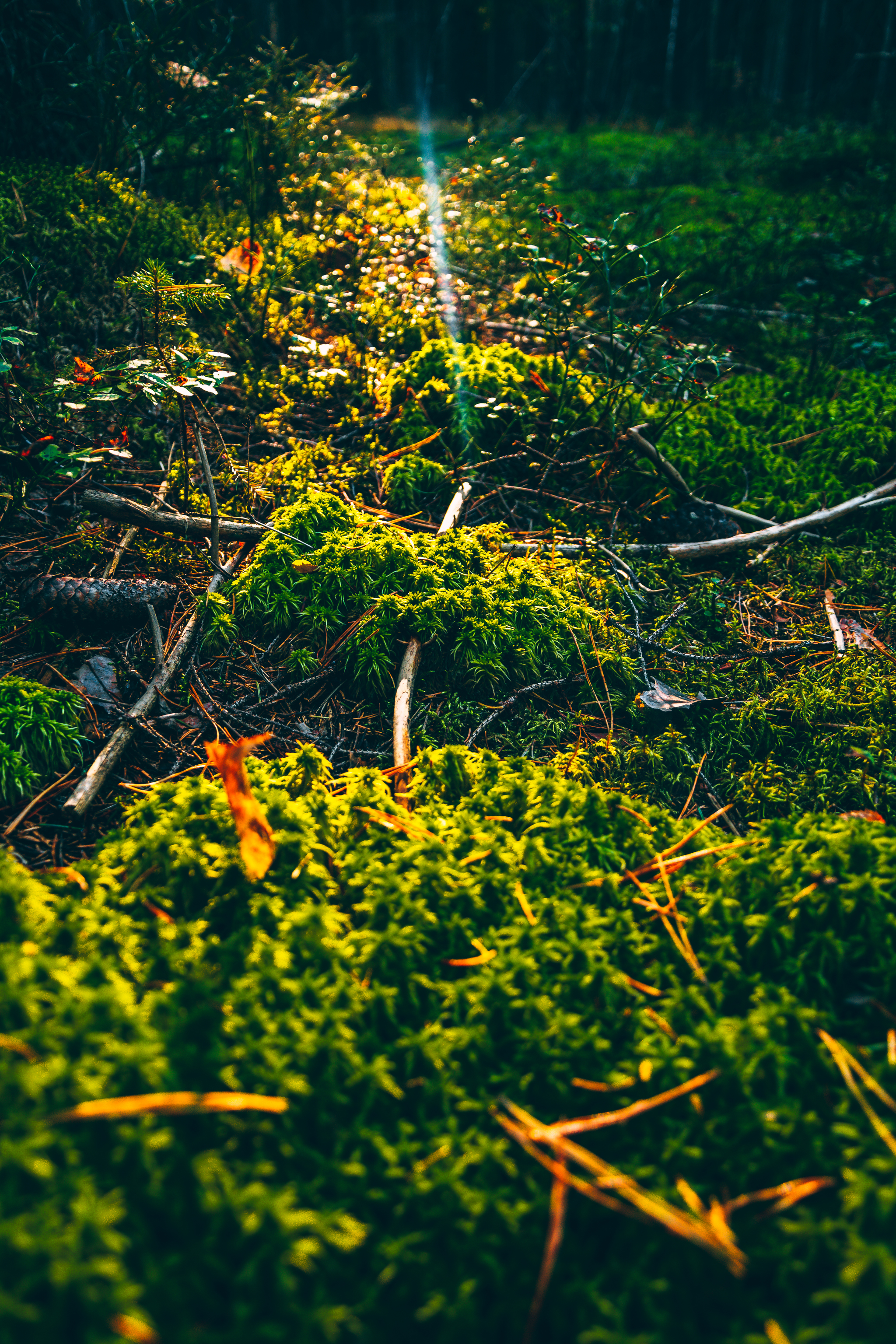 Forest details - My, Forest, Walk in the woods, Nature, Leningrad region, The photo, Nikon, Tree, Longpost, Saint Petersburg, Lindulovskaya grove, Eco-trail