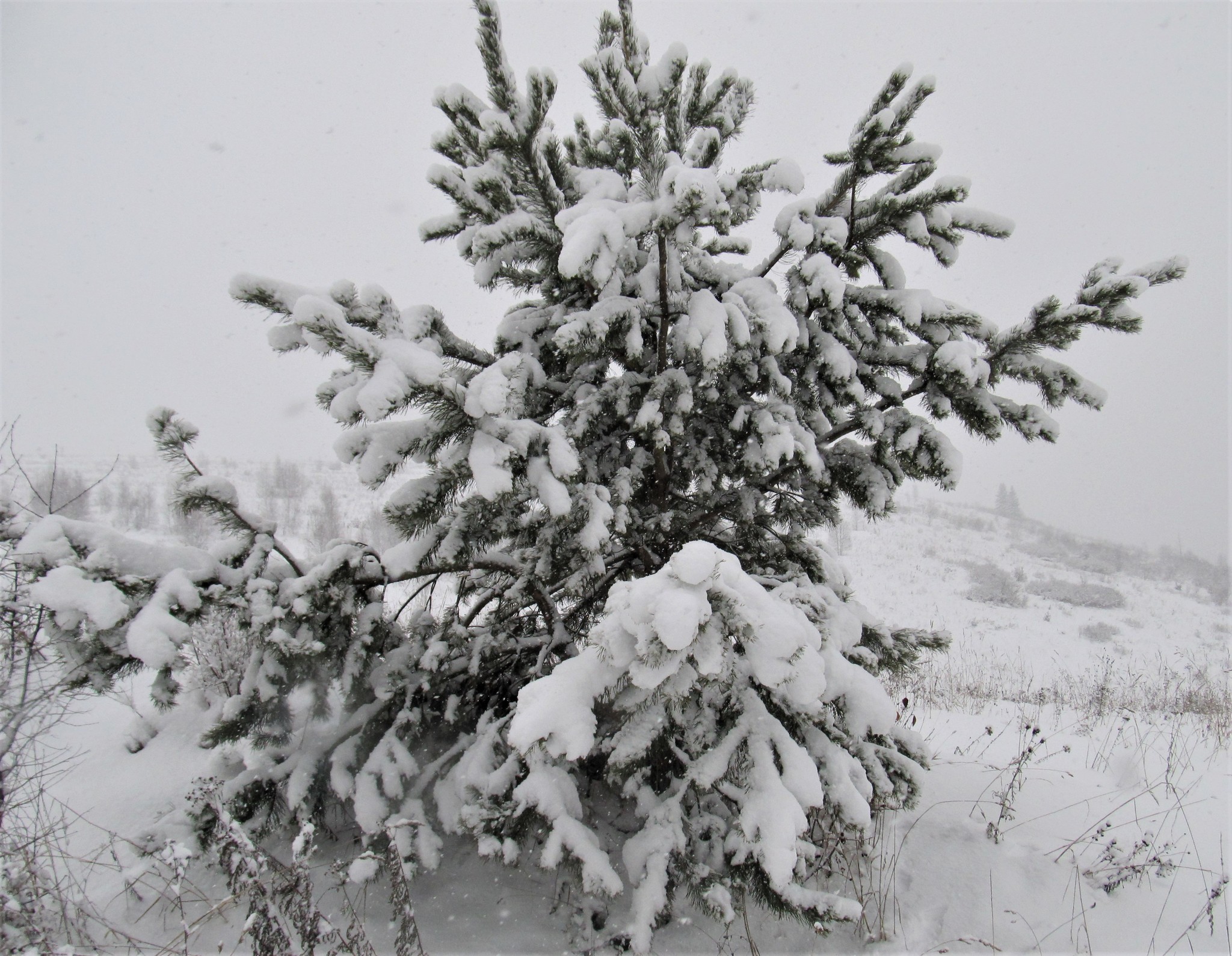 Turned white - My, The winter is coming, Snow, Dog, Labrador, Walk, Video, Longpost