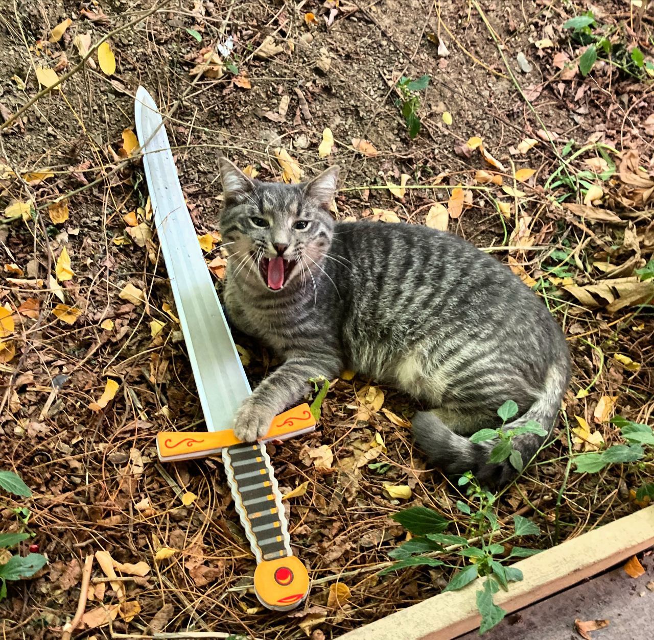 Six months ago I picked it up at a trash heap - My, cat, Animals, Sword