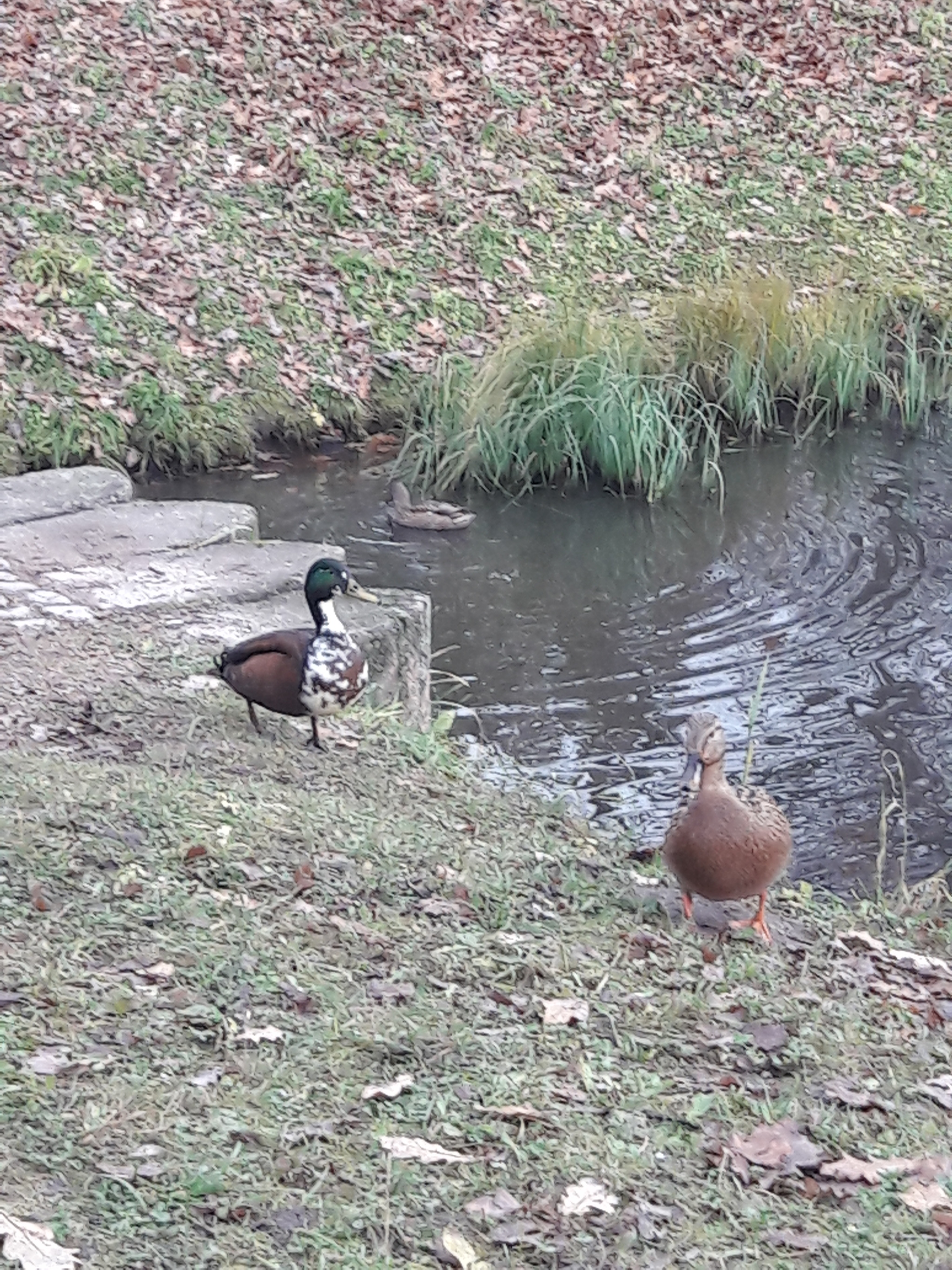 What kind of bird is this? - My, Birds, Definition, The park, Ornithology, Duck, Longpost