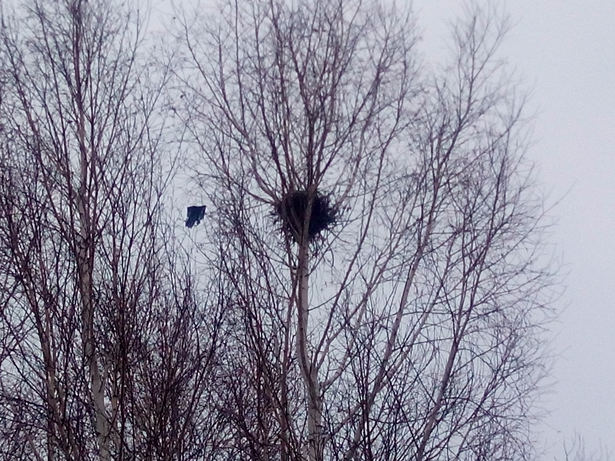 Magpie's nest with flag - My, Nature, Nest, Magpie, Flag