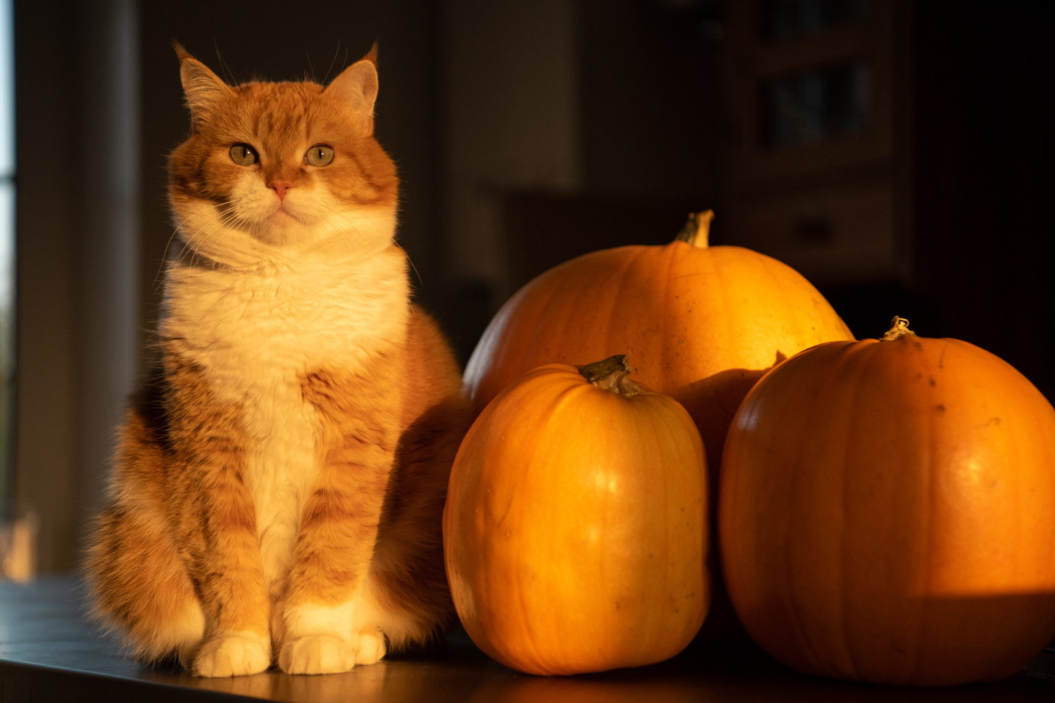 Pumpkin the cat athens ohio