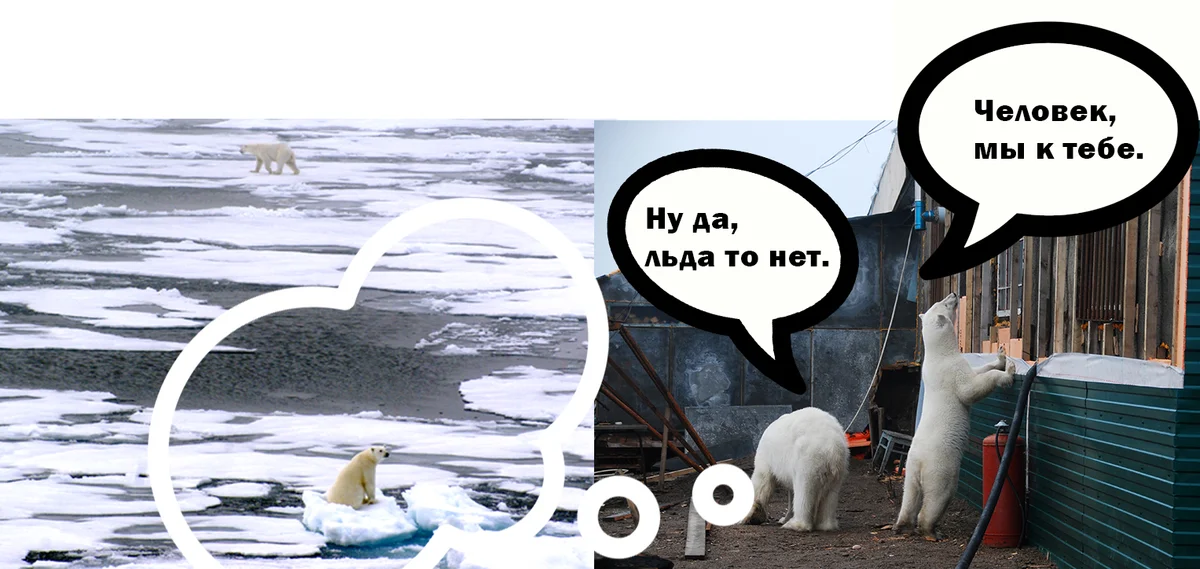 How people in the Arctic protect themselves from bears - Nature, Arctic, Yandex Zen, Video, Longpost, Polar bear, The Bears, WWF