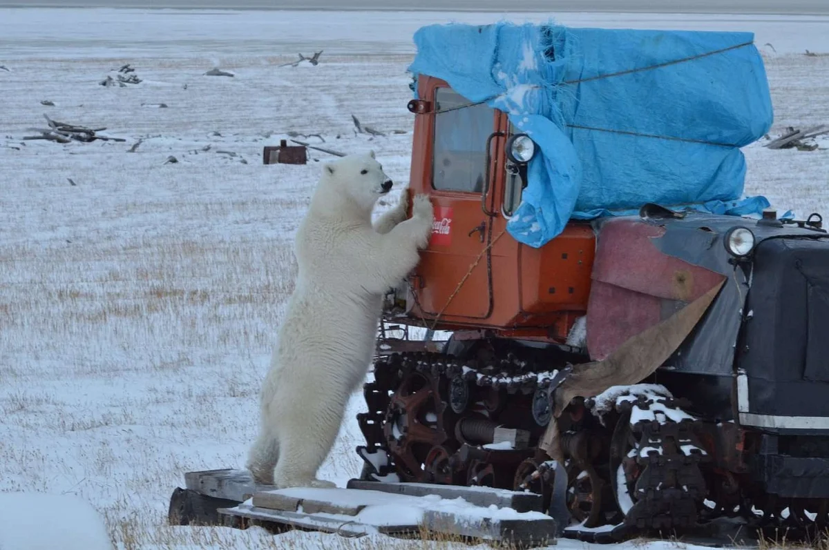 How people in the Arctic protect themselves from bears - Nature, Arctic, Yandex Zen, Video, Longpost, Polar bear, The Bears, WWF