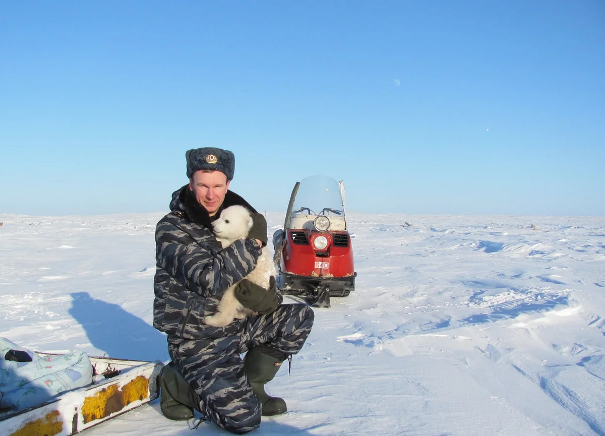 How people in the Arctic protect themselves from bears - Nature, Arctic, Yandex Zen, Video, Longpost, Polar bear, The Bears, WWF