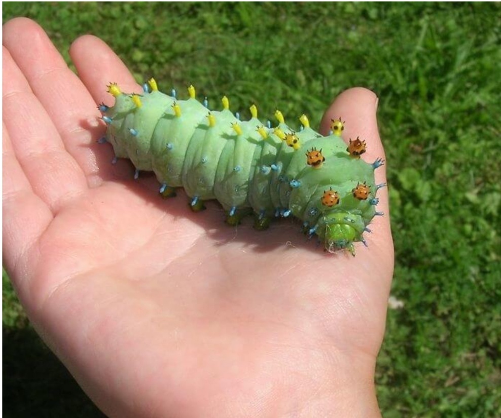 Whose caterpillar? - My, Caterpillar, Butterfly, Insects