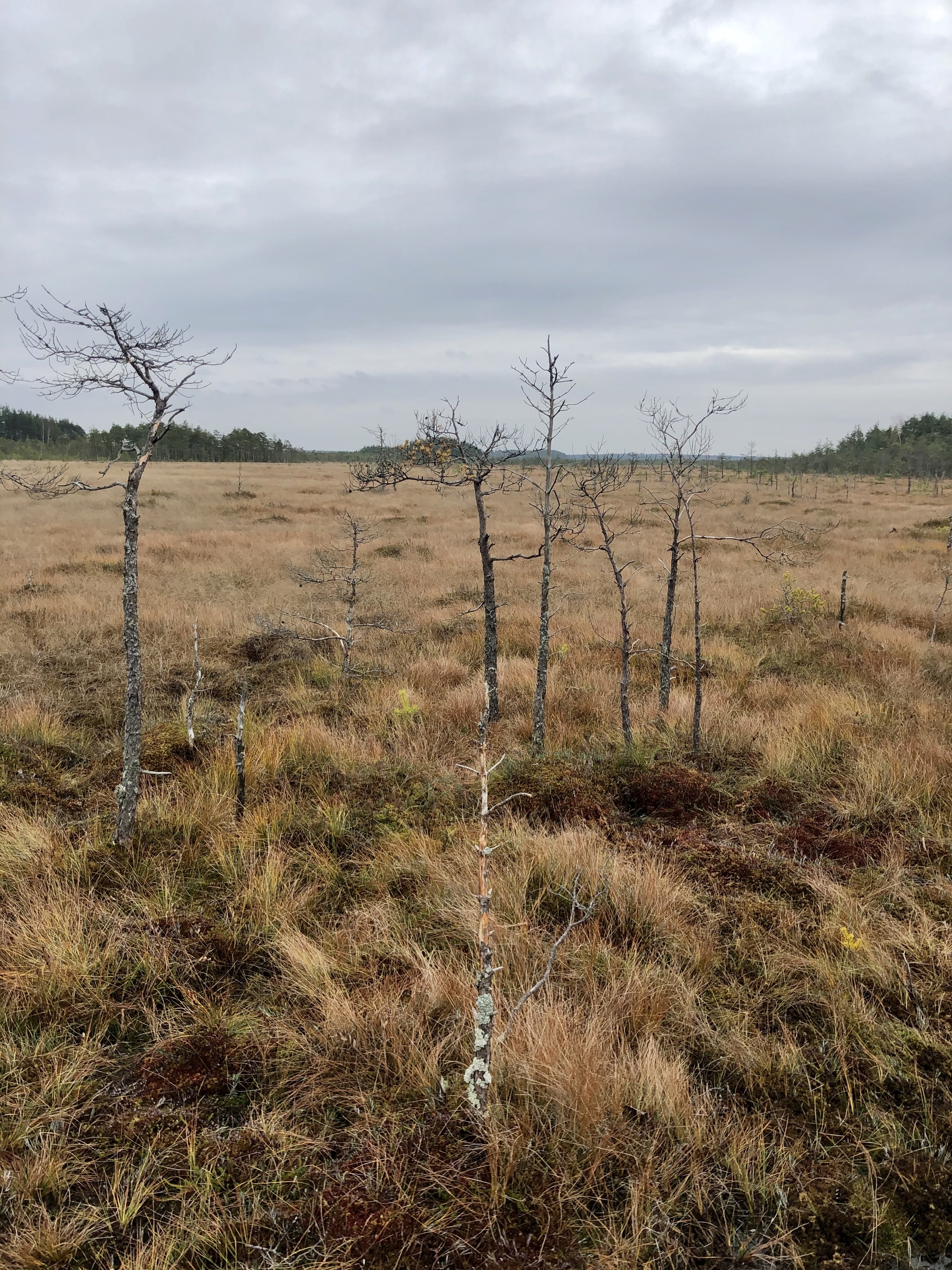 Sestroretsk swamp - My, Sestroretsk, where to go, Walk, Eco-trail, Longpost