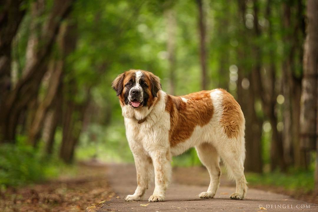 Help the dog... - My, Dog, St. Bernard, Moskovskaya storozhevaya, No rating, I will accept as a gift