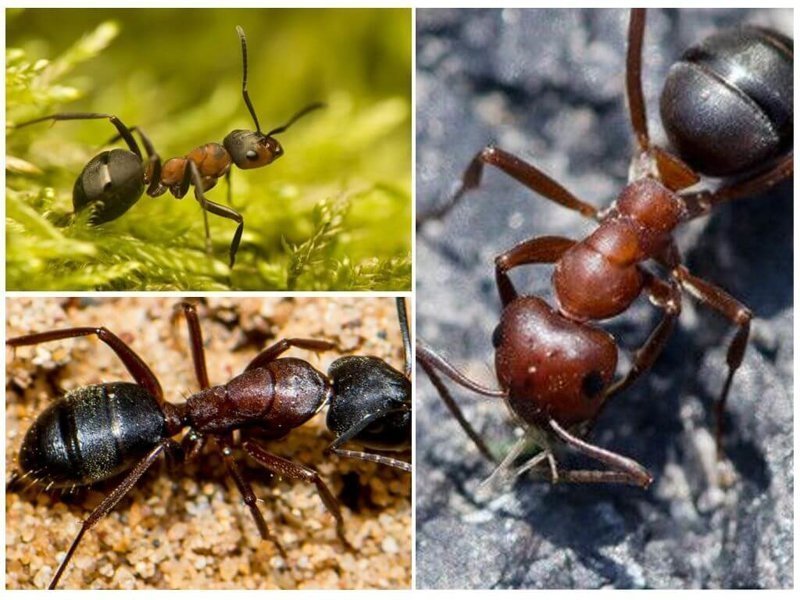 Types of ants in Russia and the world - Ants, Insects, Longpost