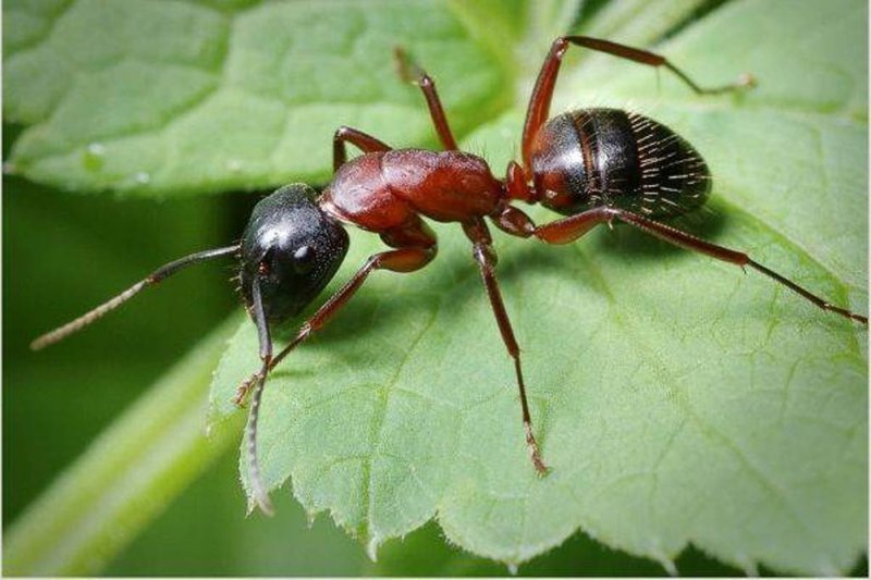 Types of ants in Russia and the world - Ants, Insects, Longpost