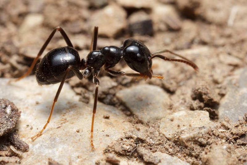 Types of ants in Russia and the world - Ants, Insects, Longpost