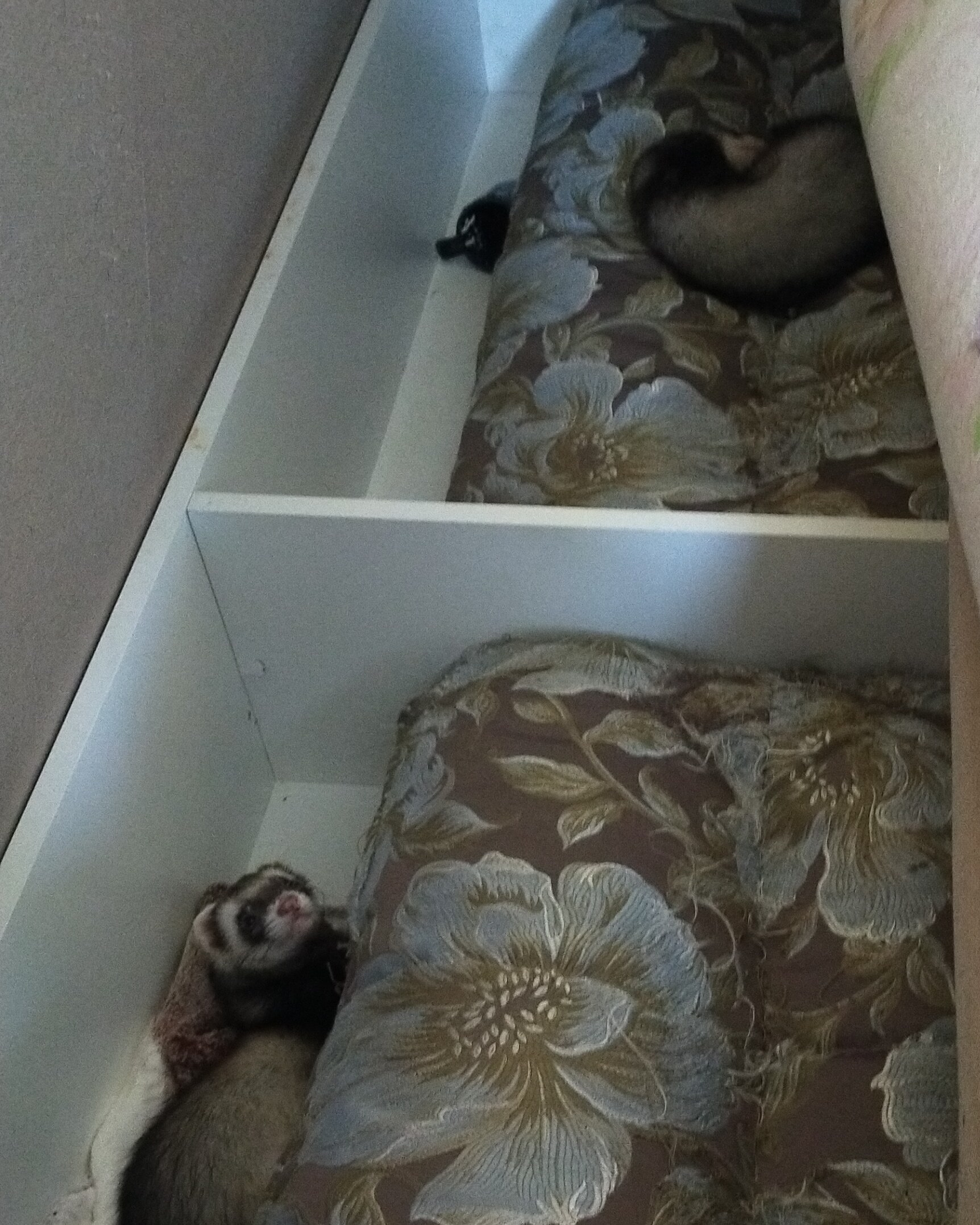 Ferrets are like people... - My, Ferret, Pair, Longpost, Animals