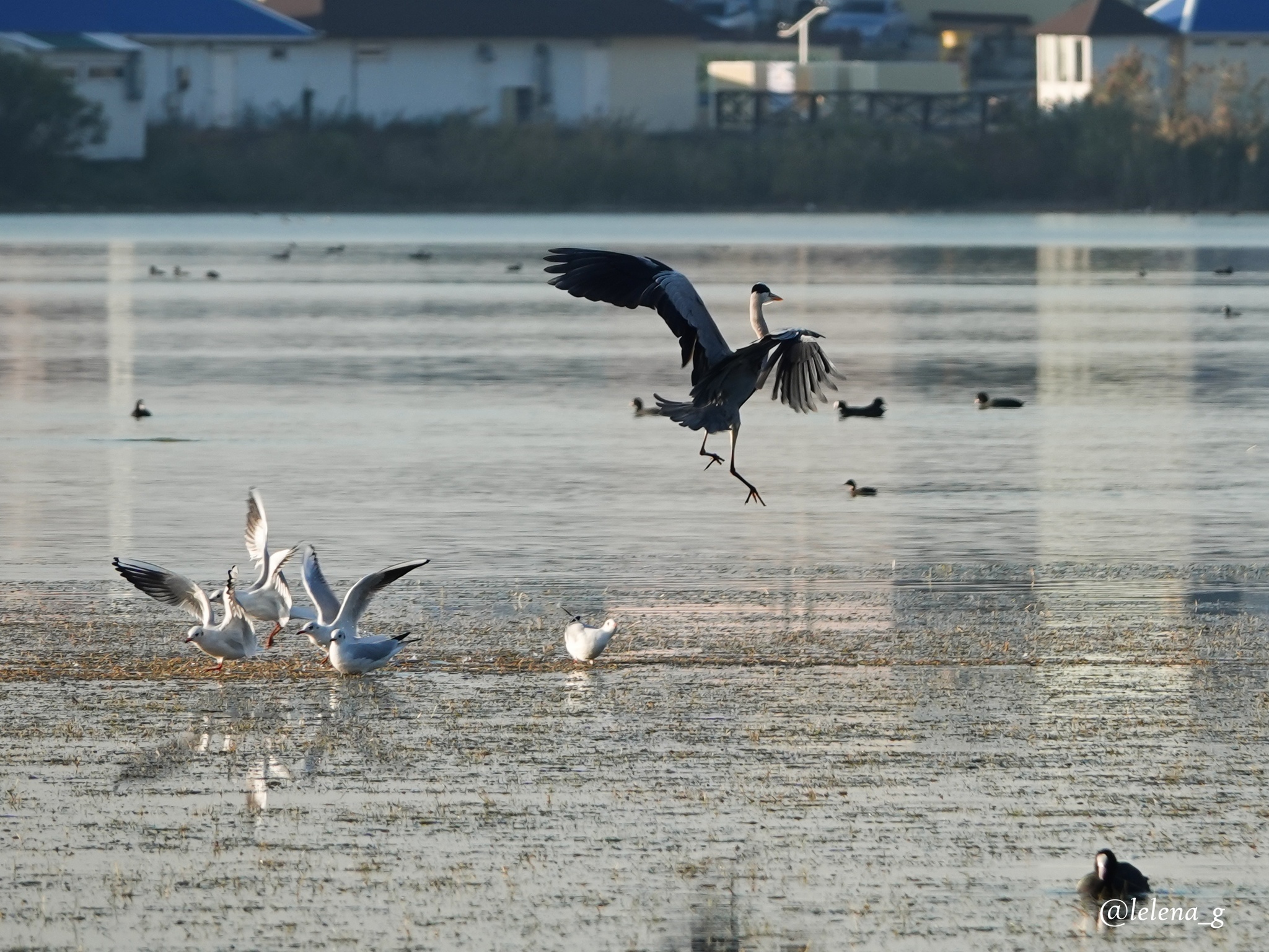 14, 15, 16 microdistrict and the Palace of Olympic Sports - My, Longpost, Novorossiysk, Краснодарский Край, Kuban, Lagoon, Nature, Ecology, Protection of Nature, Activists, civil position, Story, Real life story, Text, Article, A life, Correspondence, Officials, Lawlessness, Negative