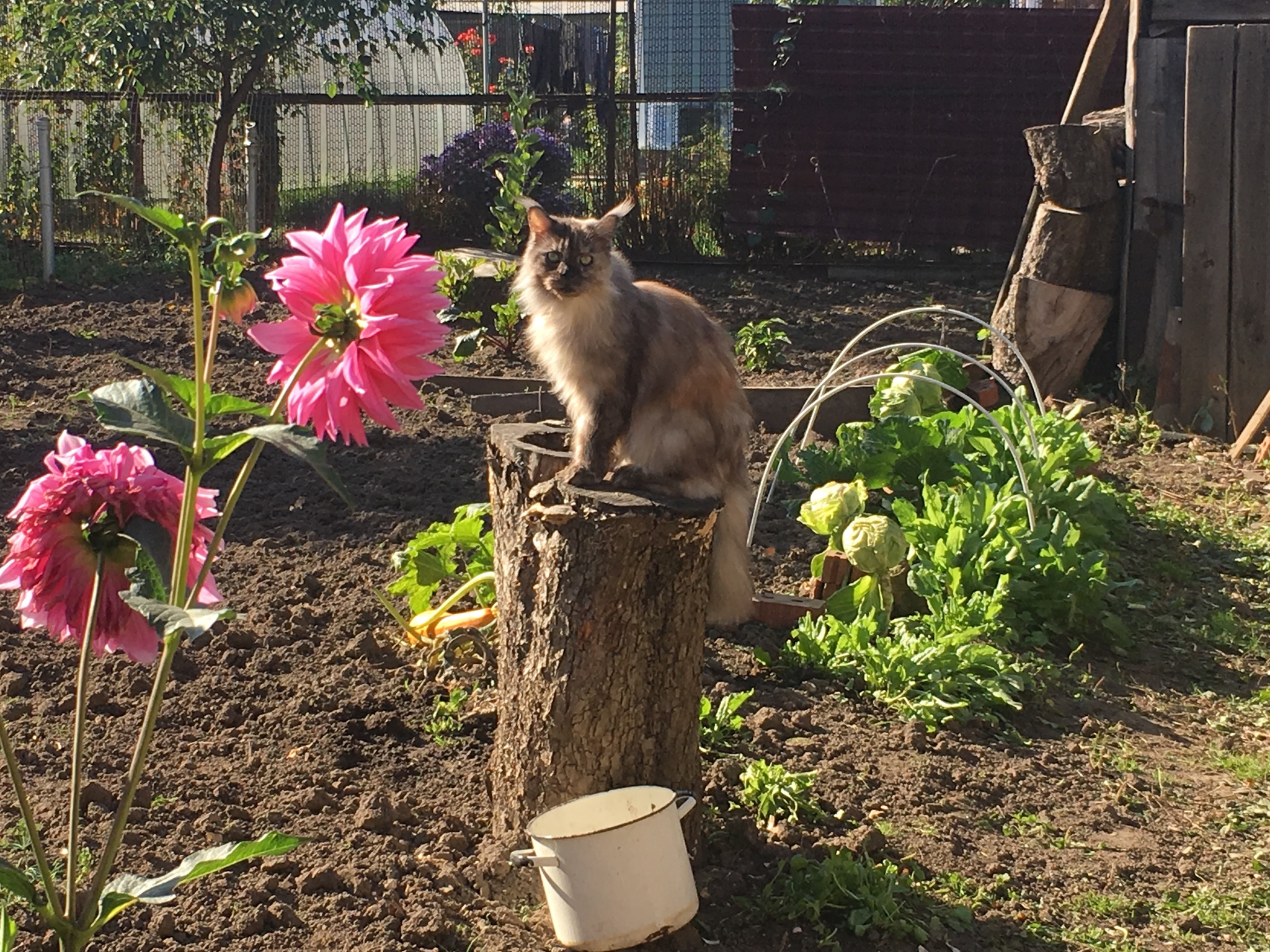 Last days of summer - My, cat, Maine Coon, Summer, Pets