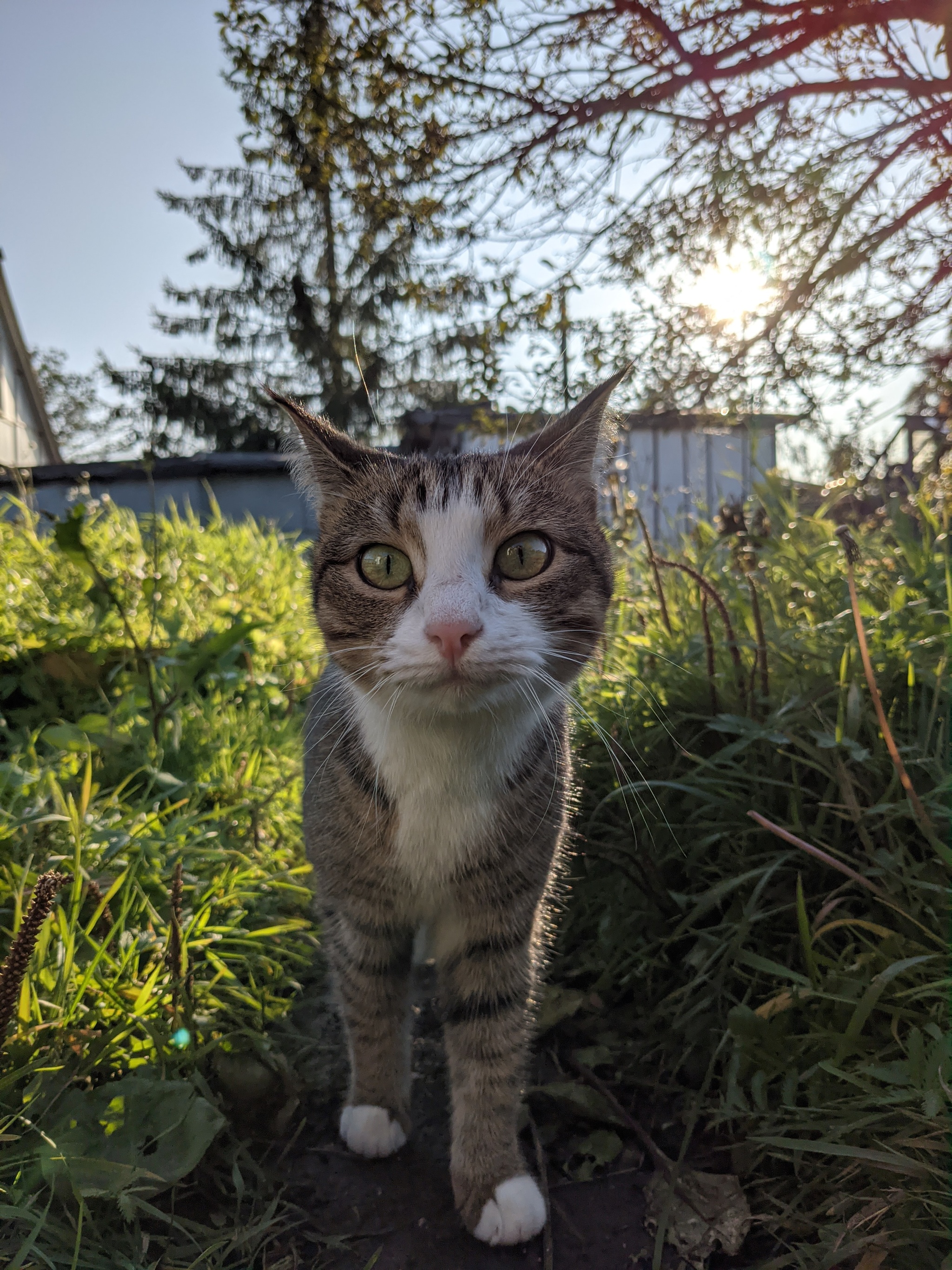 Mordakha on a walk - My, Pets, cat, Autumn, Longpost