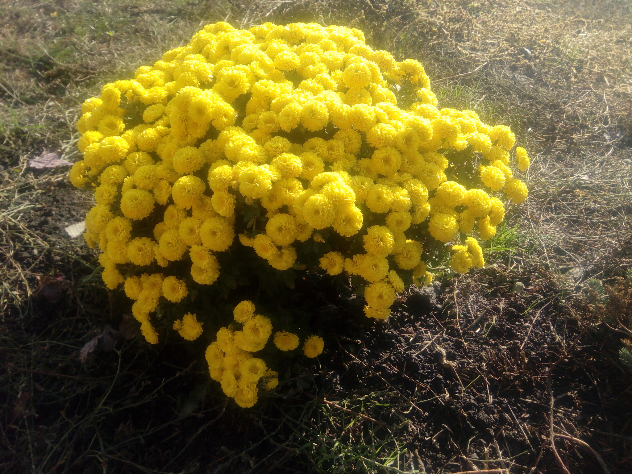 Azov region. November. A little color in the ribbon... - My, Azov, Mood, November, Gardening, Dacha, Longpost, Chrysanthemums