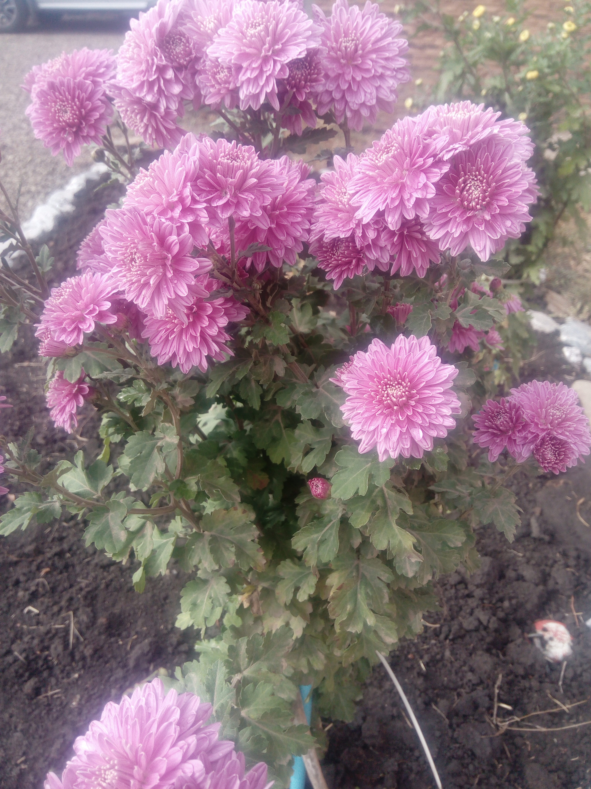 Azov region. November. A little color in the ribbon... - My, Azov, Mood, November, Gardening, Dacha, Longpost, Chrysanthemums