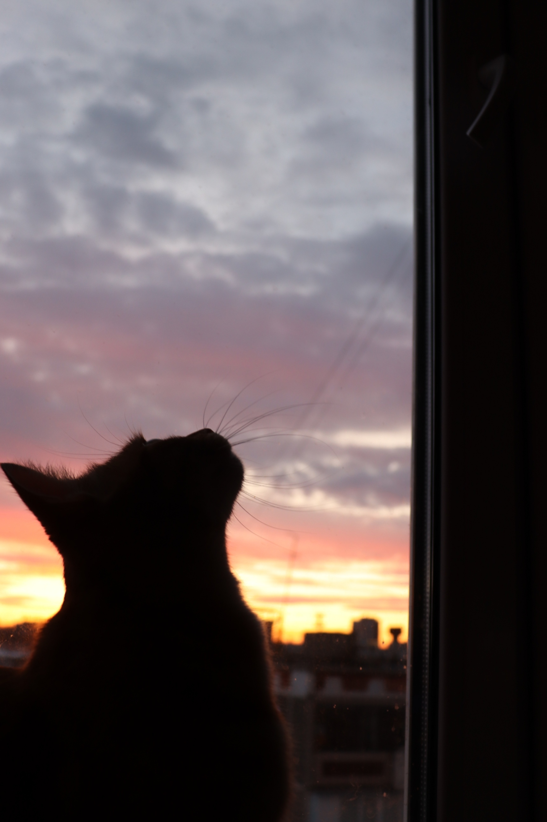Закат кот
