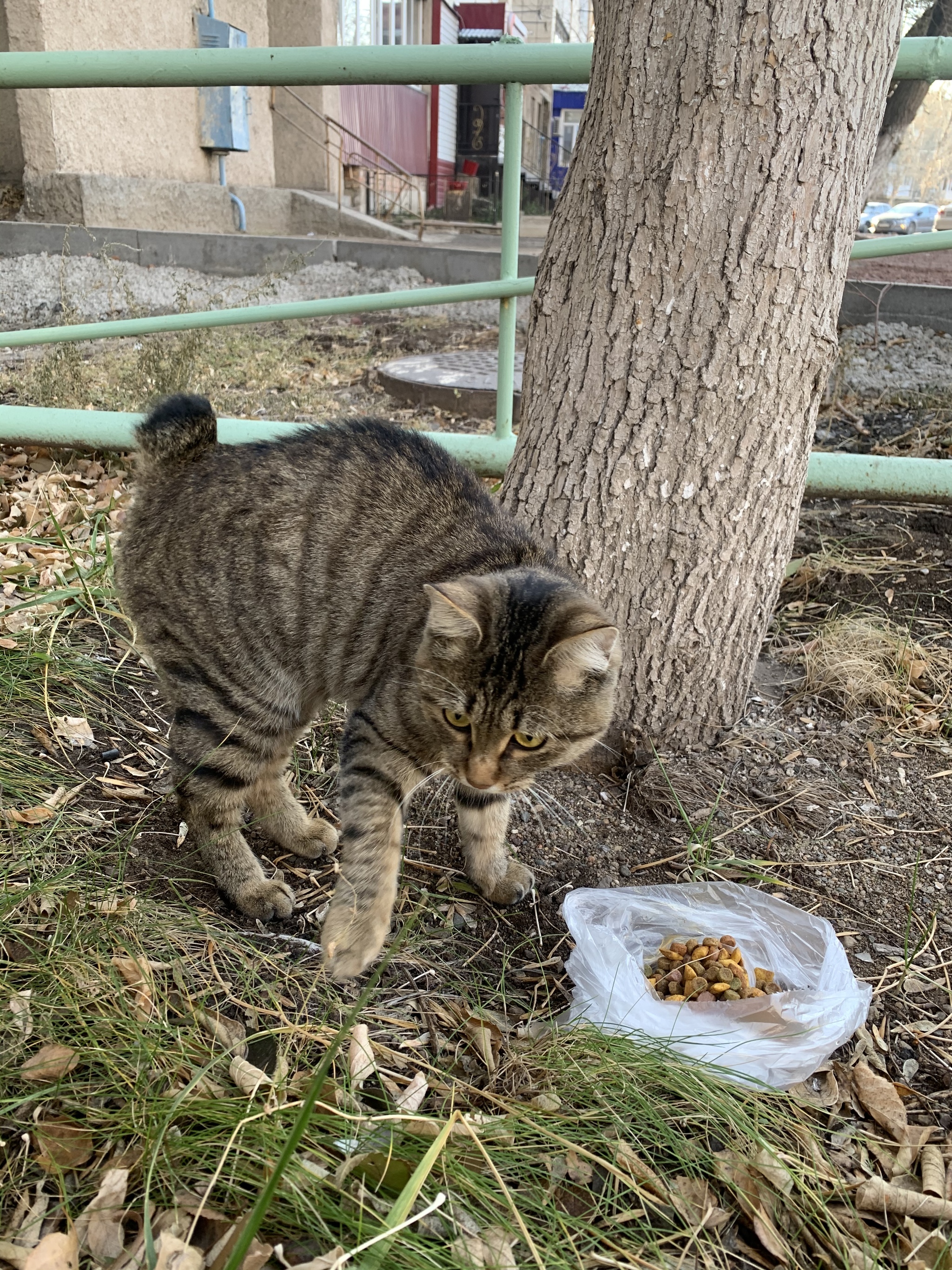 The cat is looking for a home in Karaganda - My, cat, Longpost, In good hands, Kazakhstan, Karaganda, No rating