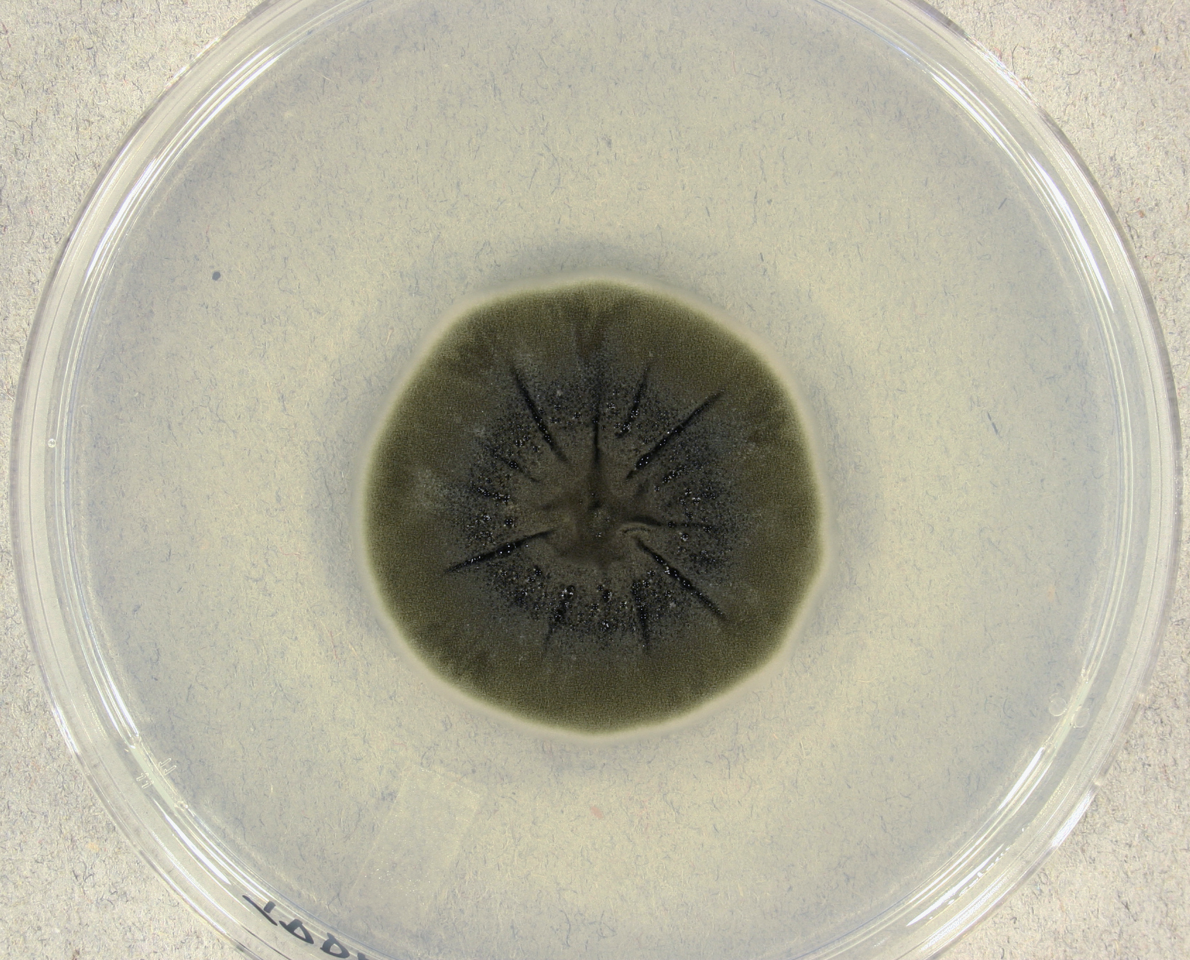 Radiotrophic fungi could attenuate ionizing radiation aboard the International Space Station - Space, Mushrooms, Mycology, Mars, Longpost