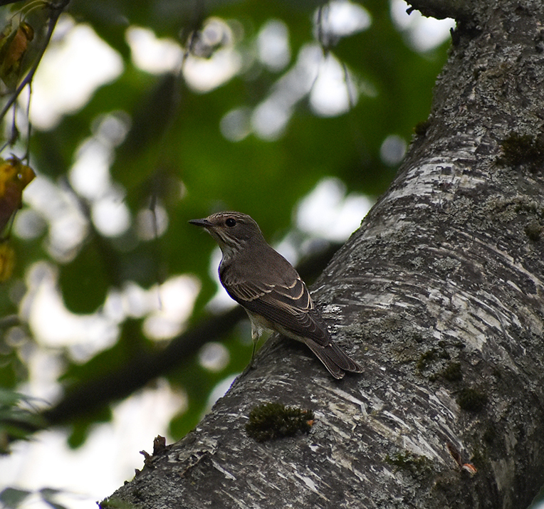 DIFFERENT BIRDS - 3 - My, Ornithology, Birds, Nature, Schelkovo, Moscow region, Hobby, Photo hunting, Longpost