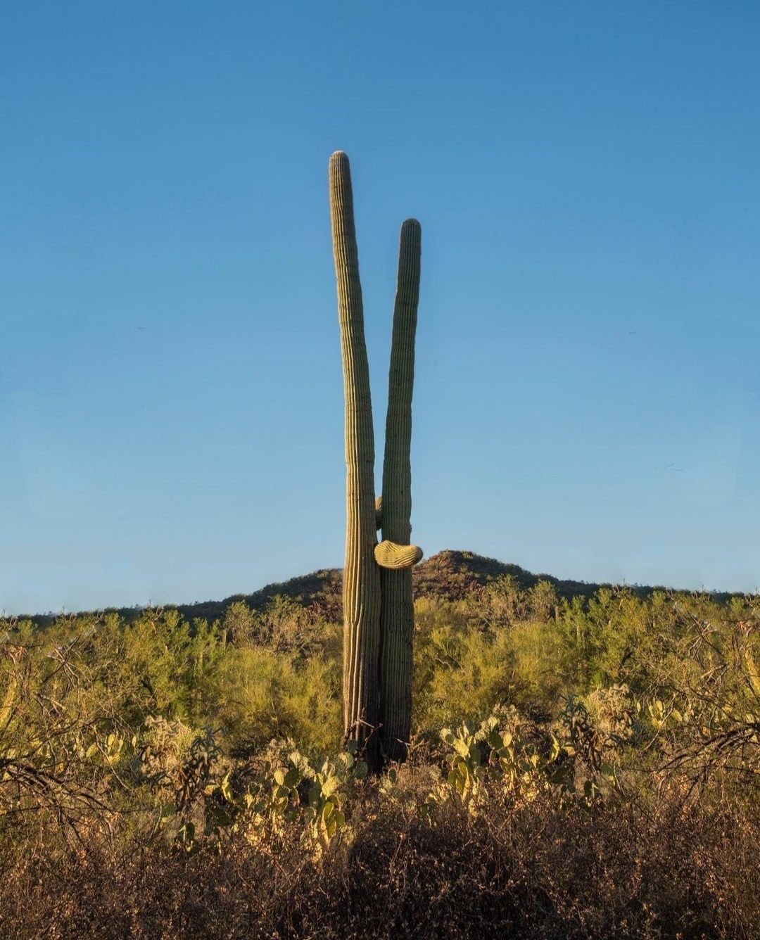 Cactus Jack - Cactus, Plant physiology