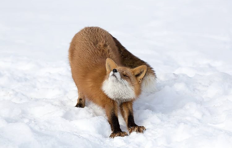 Fox stretches - The photo, Fox, Kamchatka, Instagram, Puffs, Animals